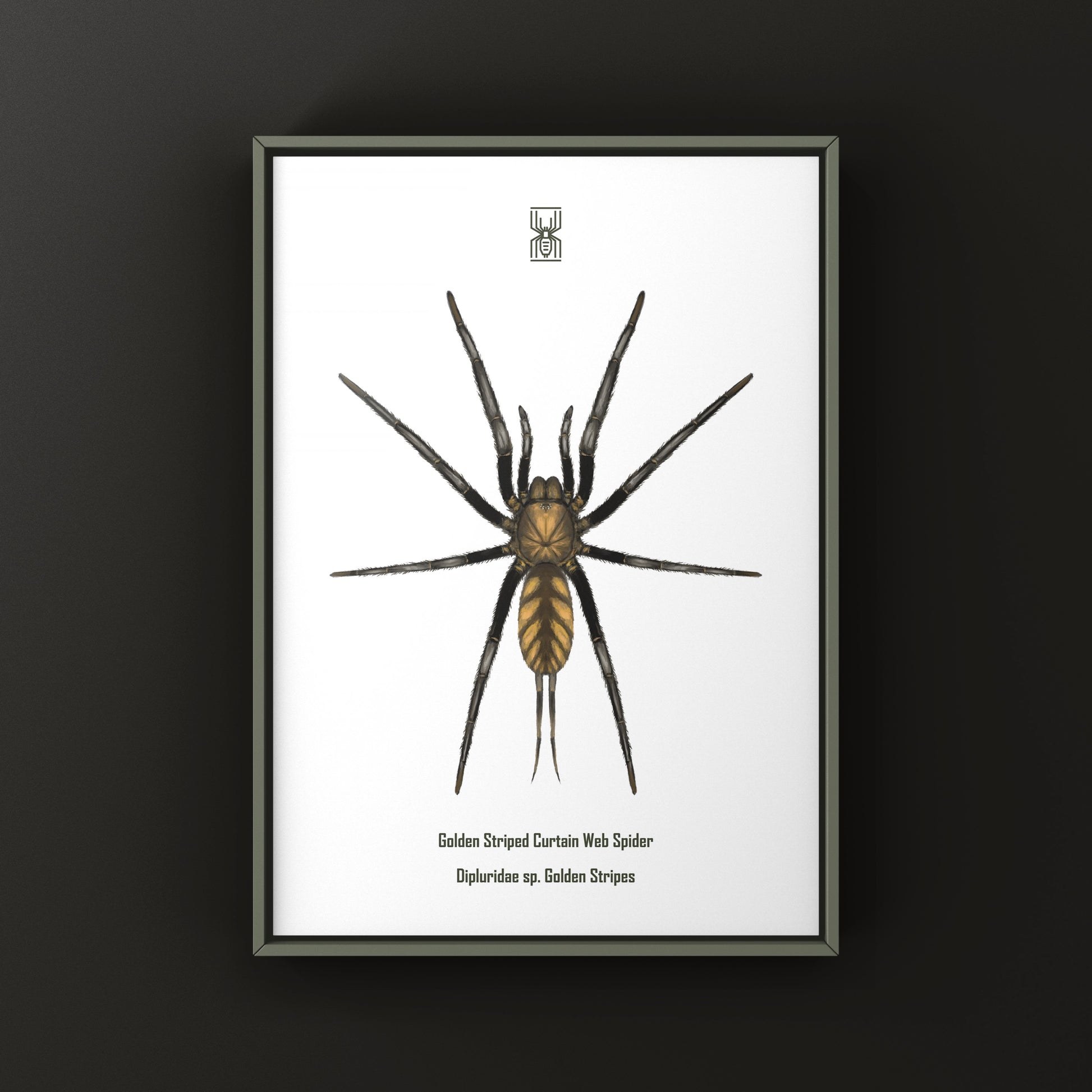 Golden Striped Curtain Web Spider, Dipluridae sp. Golden Stripes, Photographic Art Print from The Silk Ranch