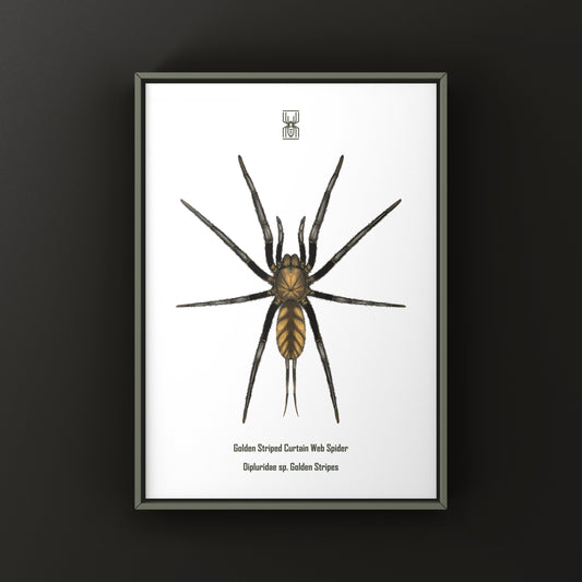 Golden Striped Curtain Web Spider, Dipluridae sp. Golden Stripes, Photographic Art Print from The Silk Ranch