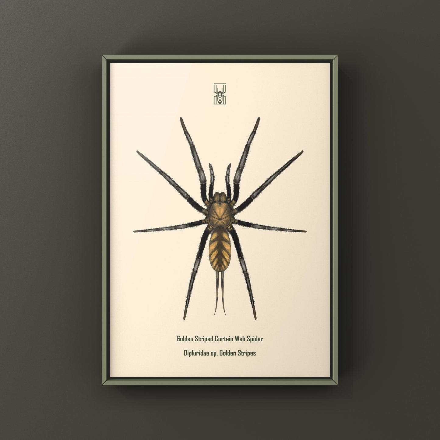 Golden Striped Curtain Web Spider, Dipluridae sp. Golden Stripes, Photographic Art Print from The Silk Ranch