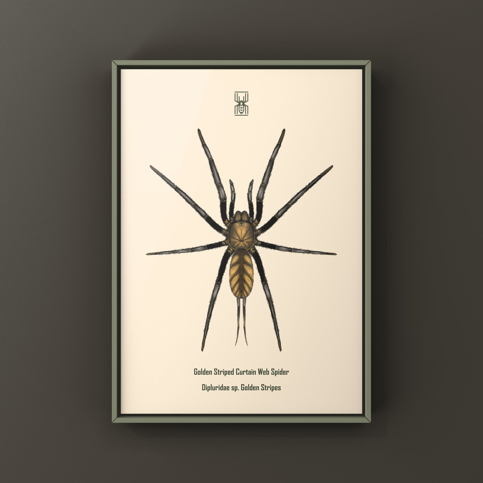Golden Striped Curtain Web Spider, Dipluridae sp. Golden Stripes, Photographic Art Print from The Silk Ranch
