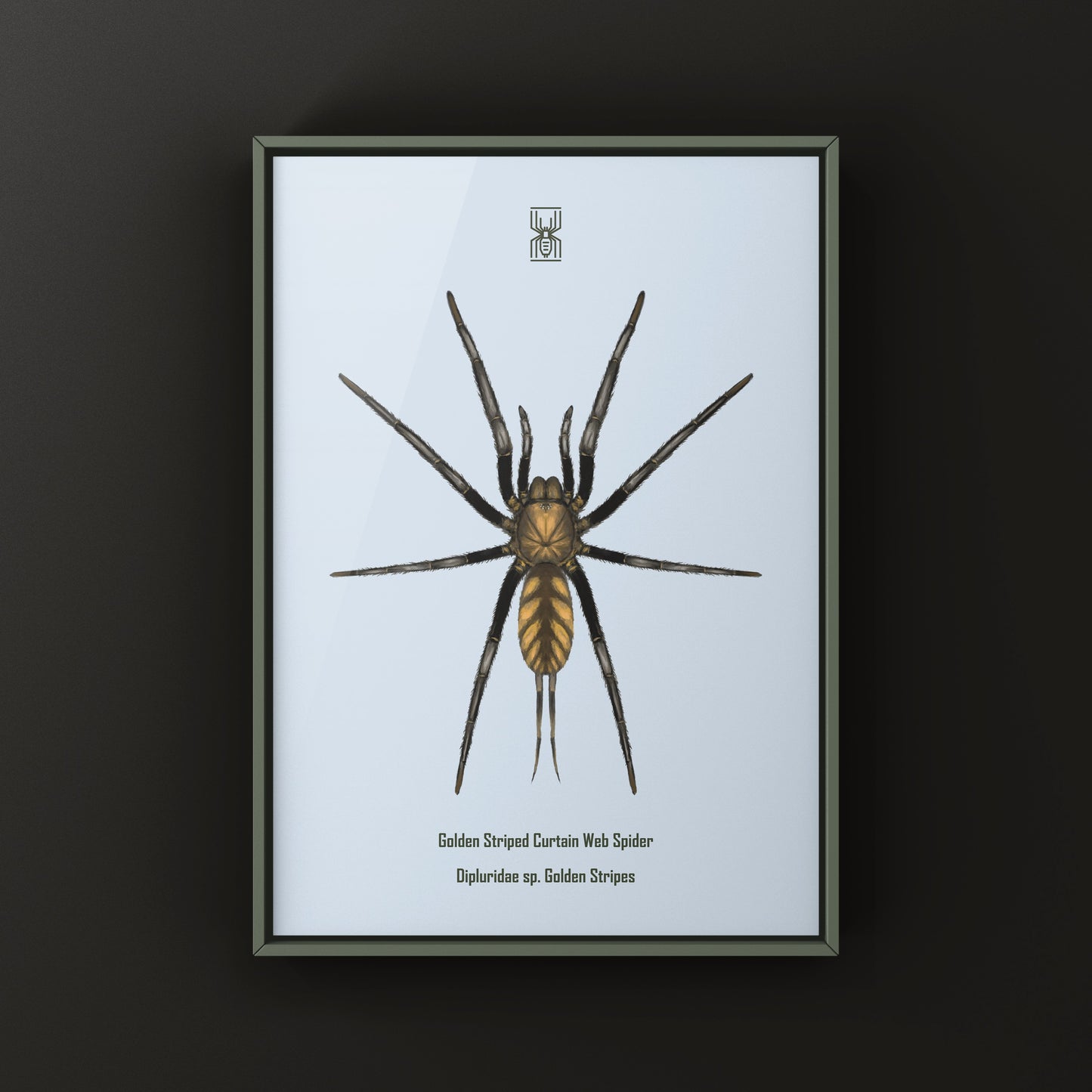 Golden Striped Curtain Web Spider, Dipluridae sp. Golden Stripes, Photographic Art Print from The Silk Ranch