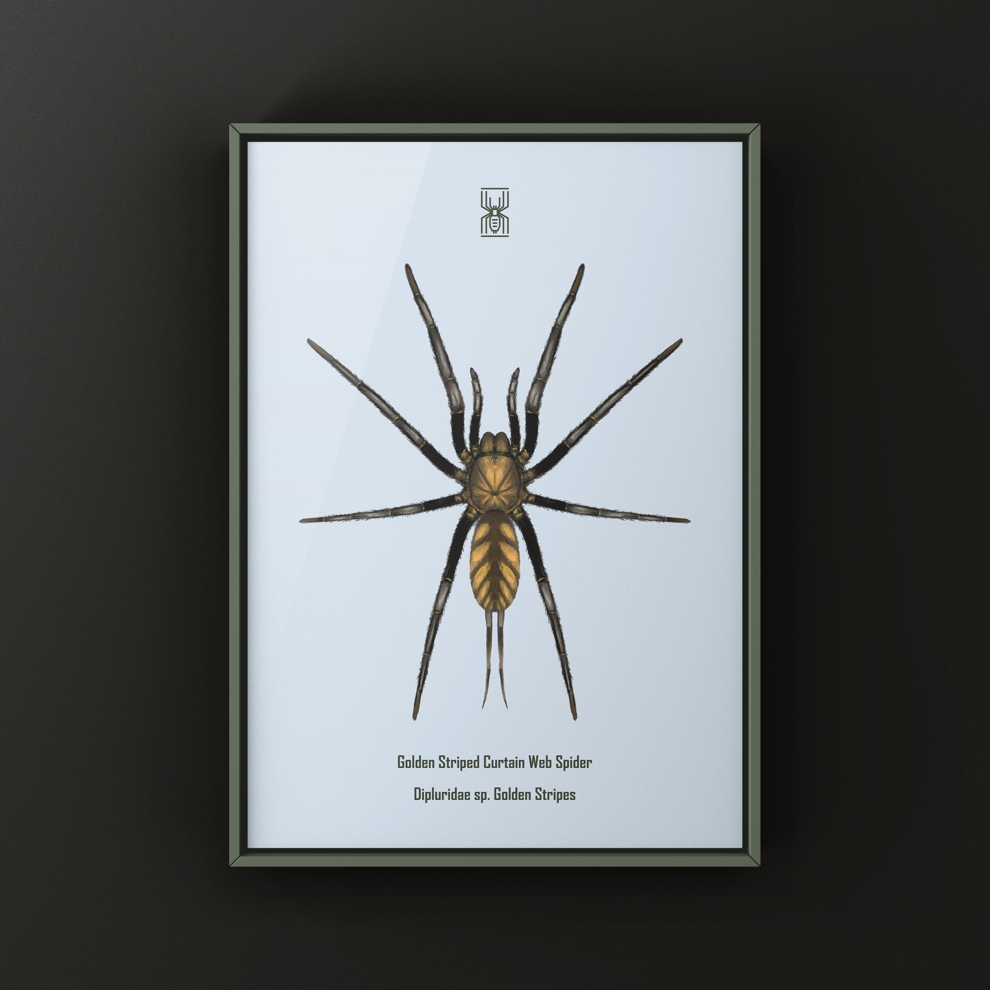 Golden Striped Curtain Web Spider, Dipluridae sp. Golden Stripes, Photographic Art Print from The Silk Ranch