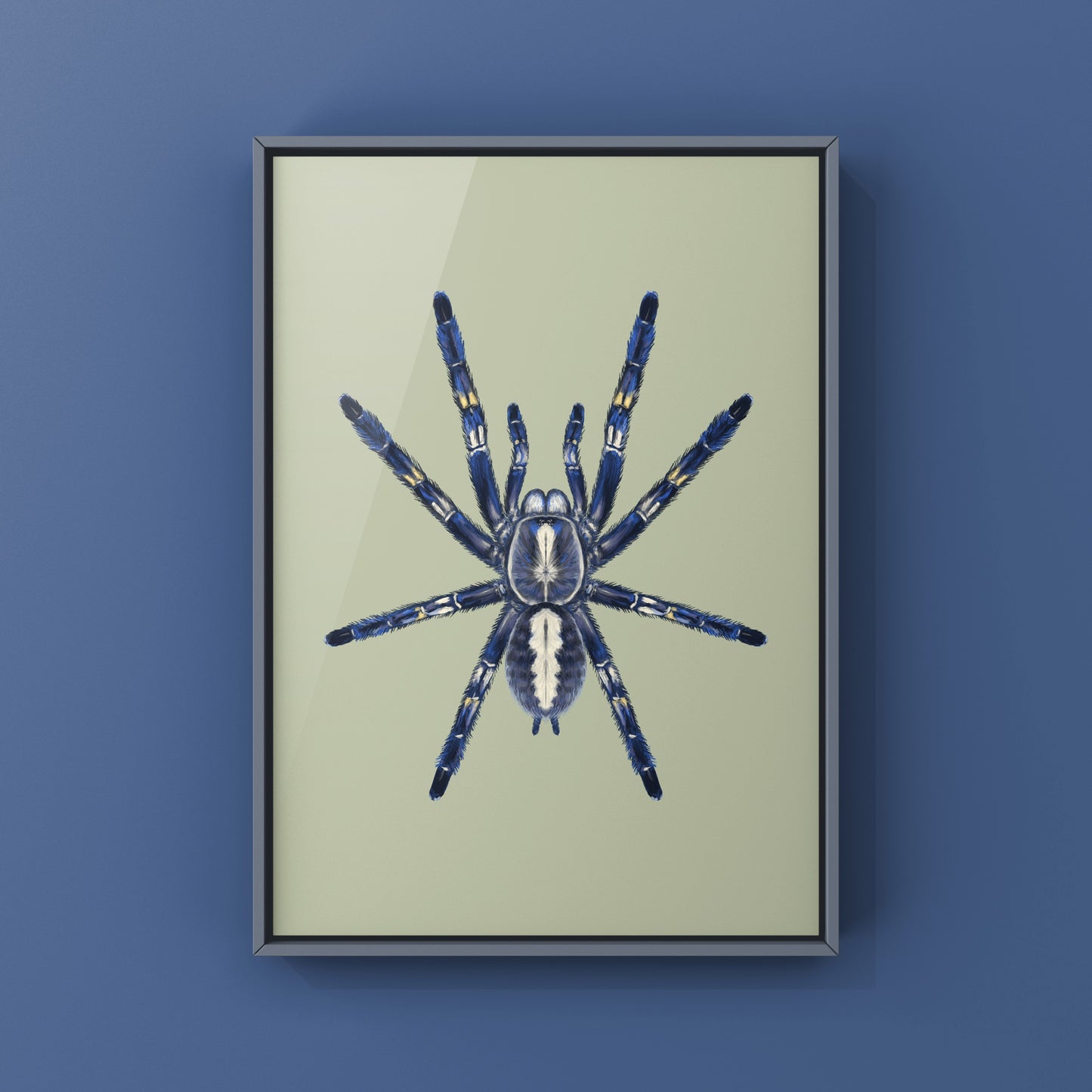 Gooty Sapphire Tarantula, Poecilotheria Metallica, Photographic Art Print from The Silk Ranch