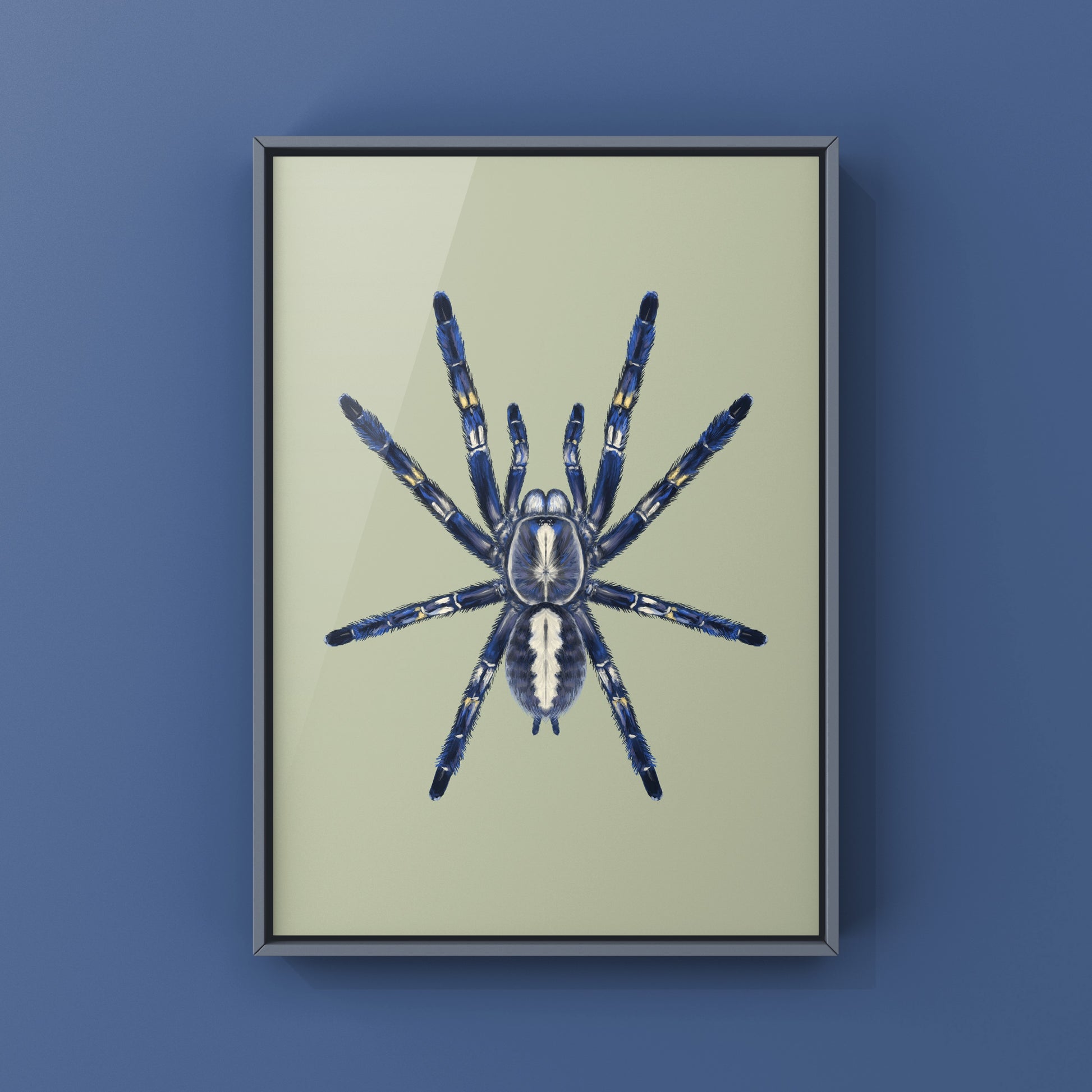 Gooty Sapphire Tarantula, Poecilotheria Metallica, Photographic Art Print from The Silk Ranch