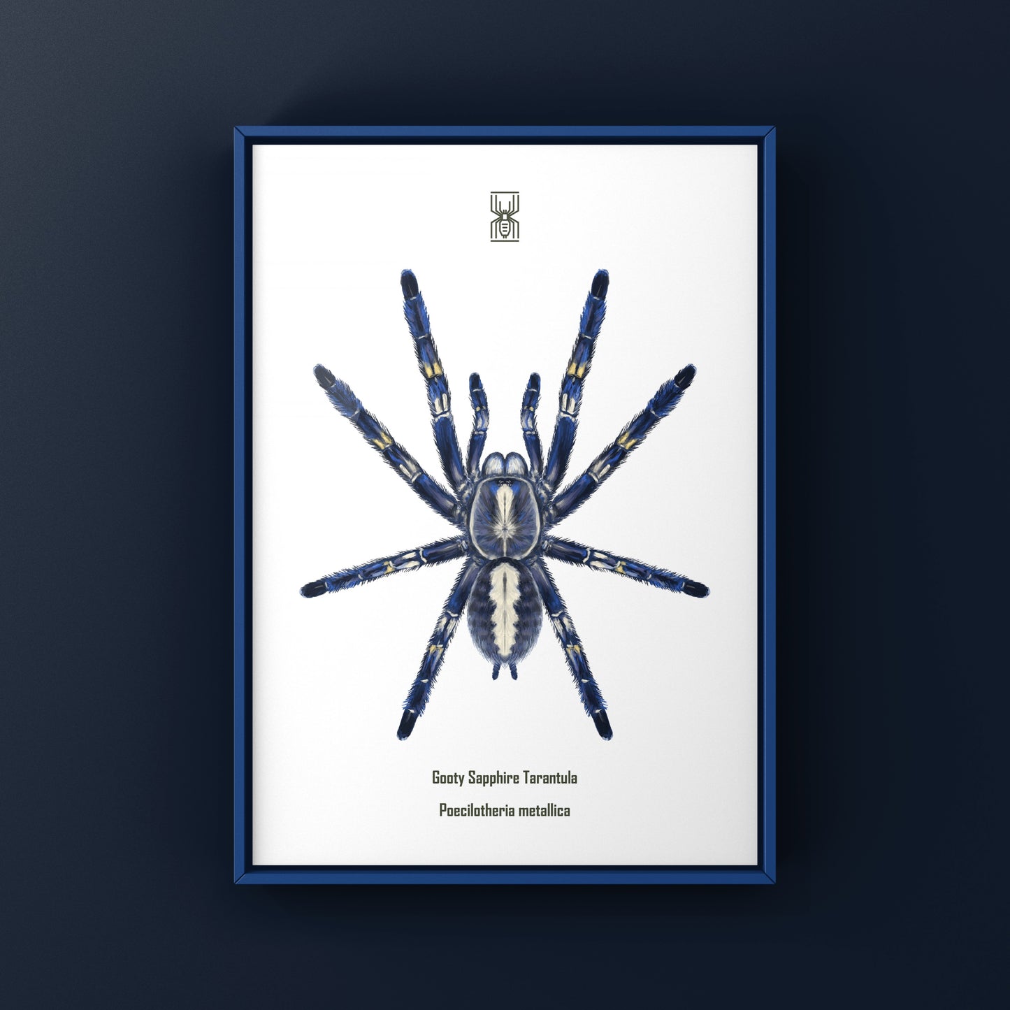 Gooty Sapphire Tarantula, Poecilotheria Metallica, Photographic Art Print from The Silk Ranch