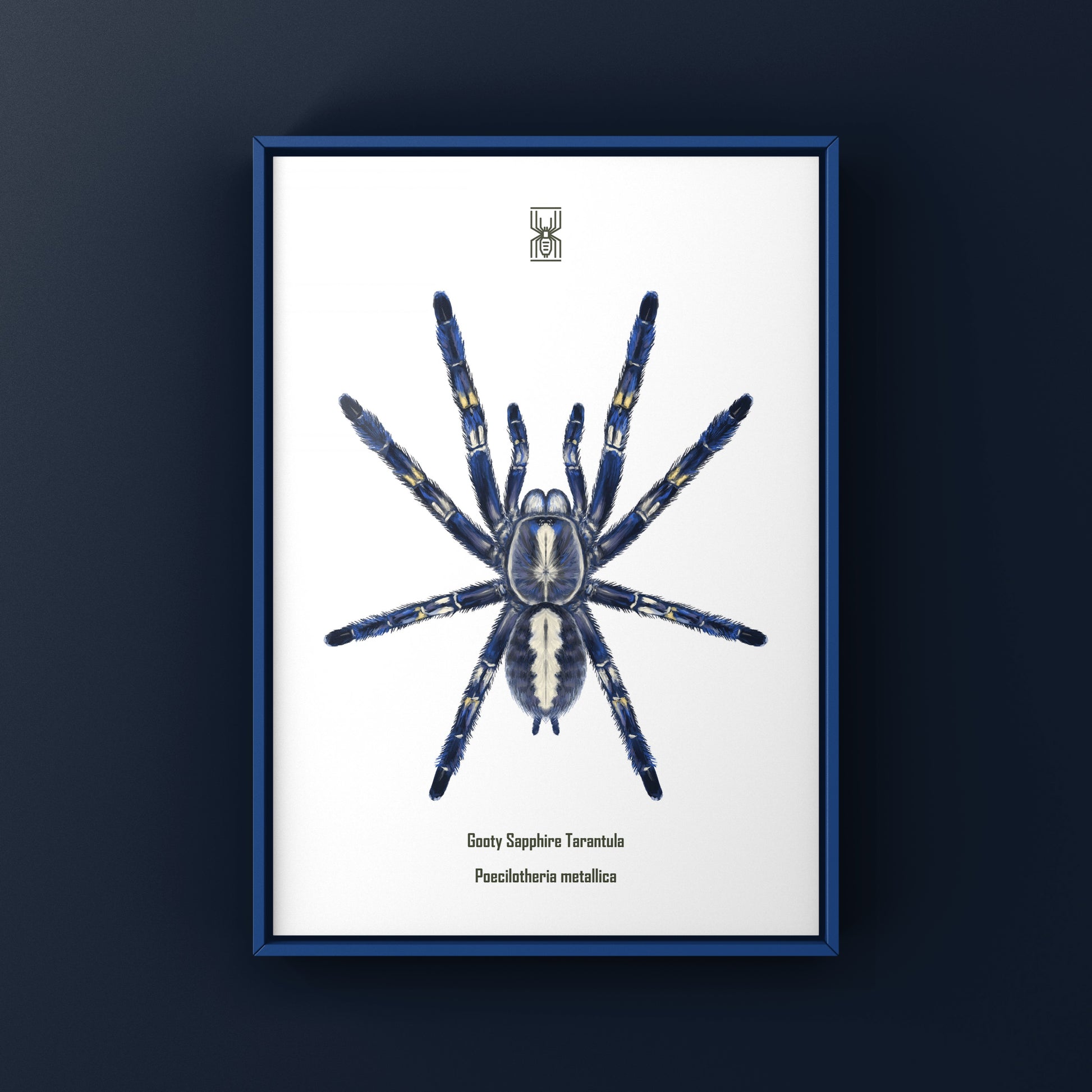 Gooty Sapphire Tarantula, Poecilotheria Metallica, Photographic Art Print from The Silk Ranch