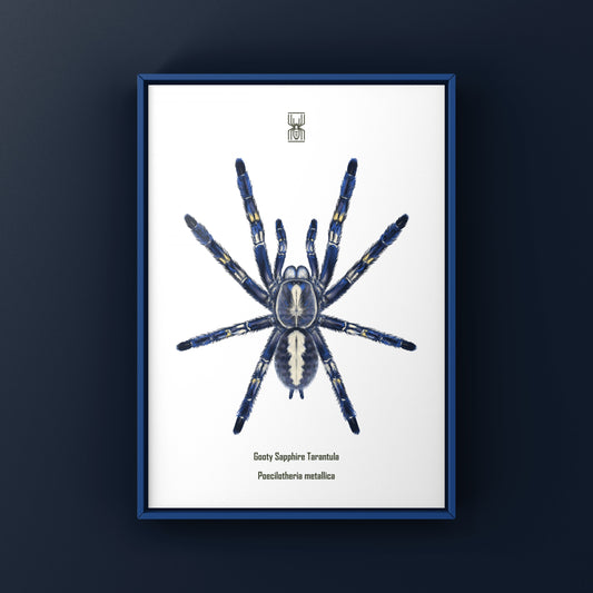 Gooty Sapphire Tarantula, Poecilotheria Metallica, Photographic Art Print from The Silk Ranch