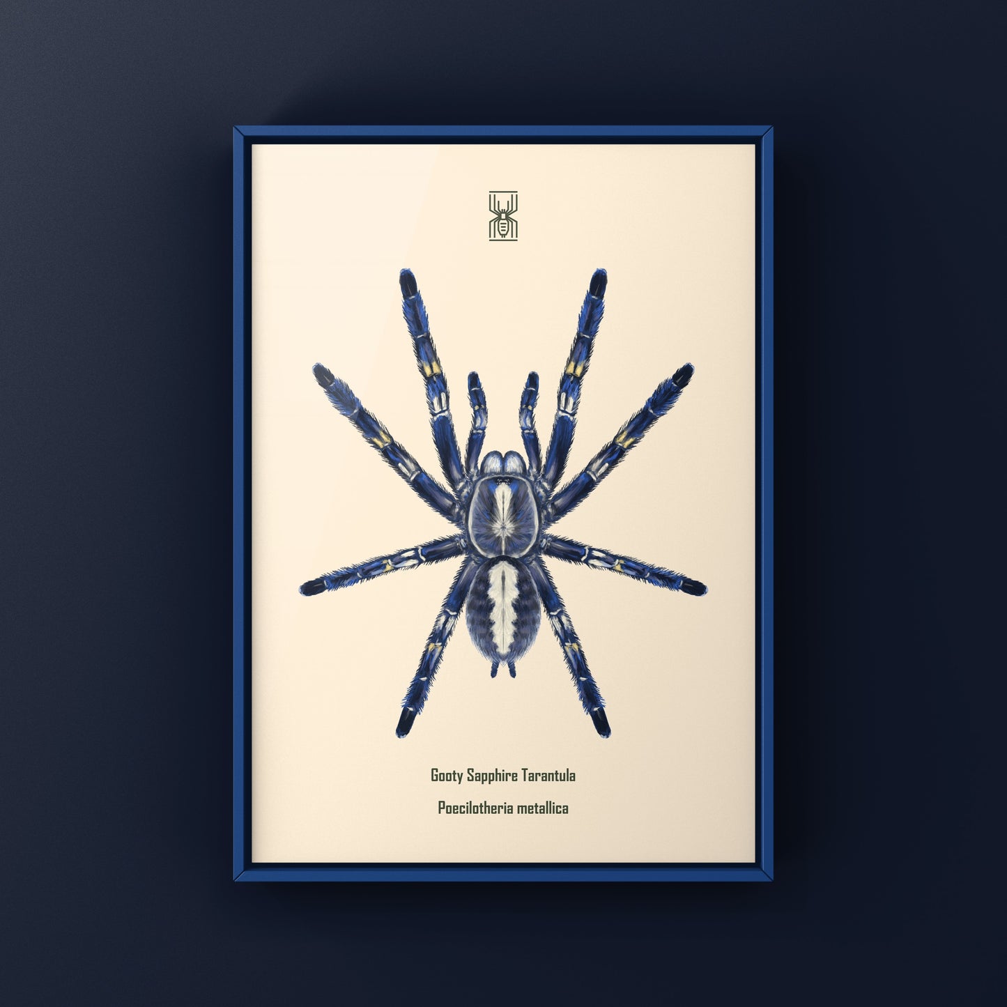 Gooty Sapphire Tarantula, Poecilotheria Metallica, Photographic Art Print from The Silk Ranch