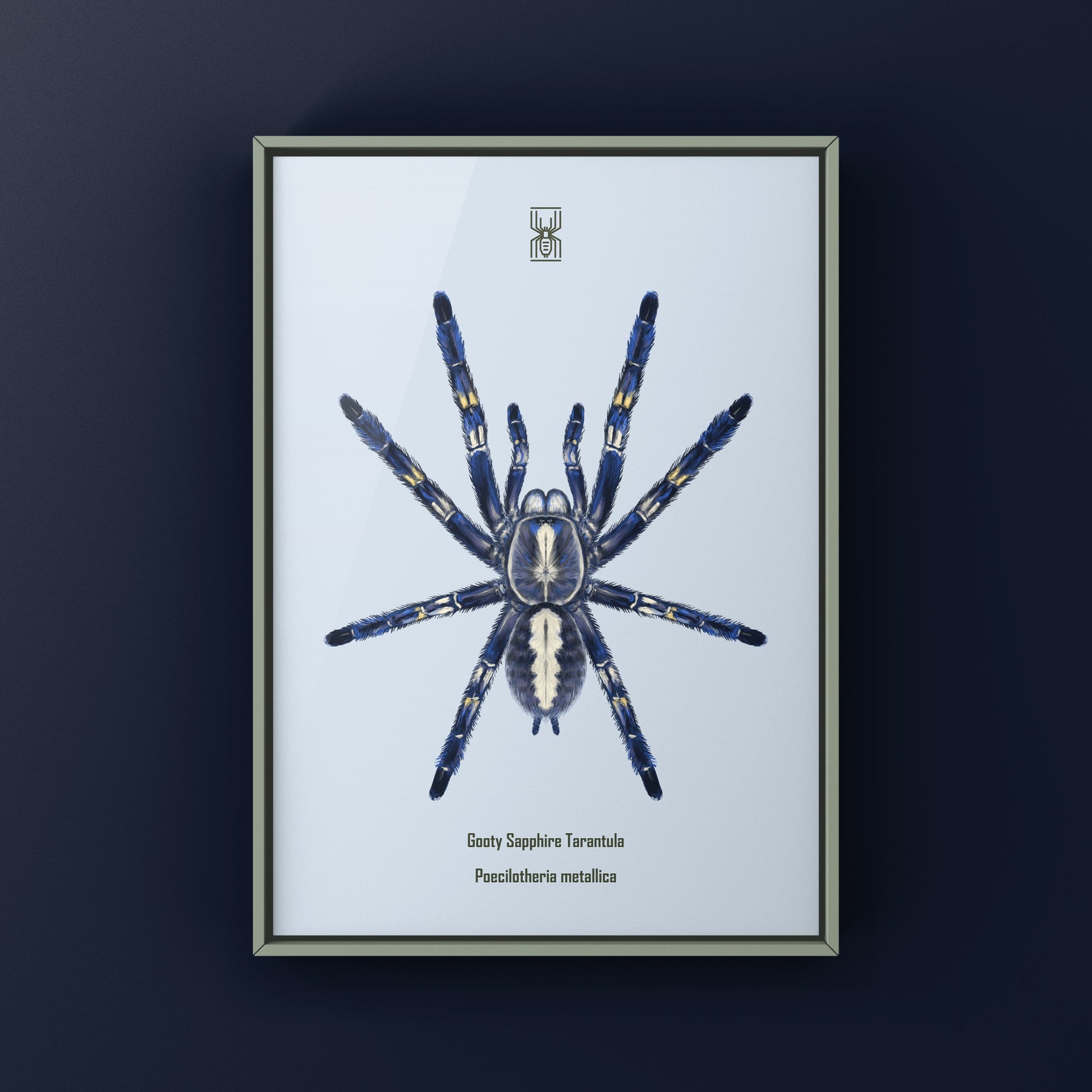 Gooty Sapphire Tarantula, Poecilotheria Metallica, Photographic Art Print from The Silk Ranch