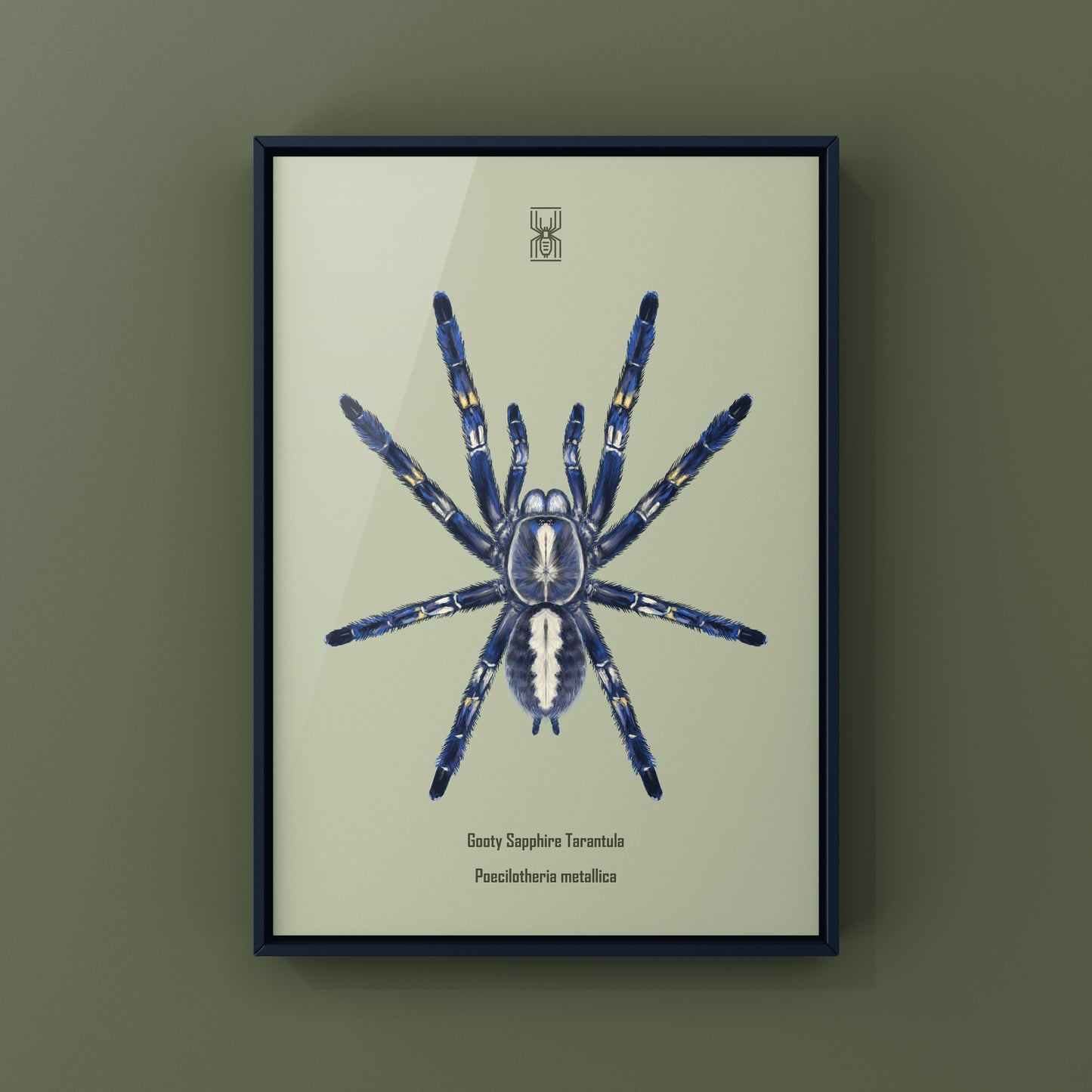 Gooty Sapphire Tarantula, Poecilotheria Metallica, Photographic Art Print from The Silk Ranch