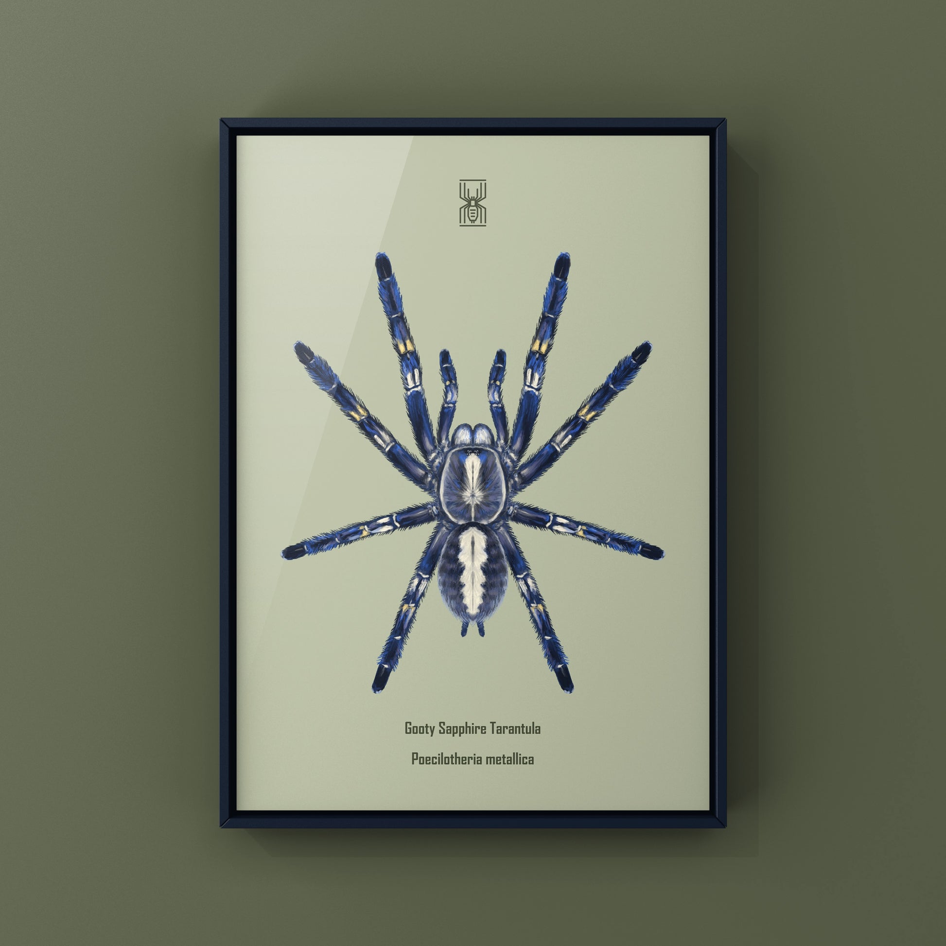 Gooty Sapphire Tarantula, Poecilotheria Metallica, Photographic Art Print from The Silk Ranch