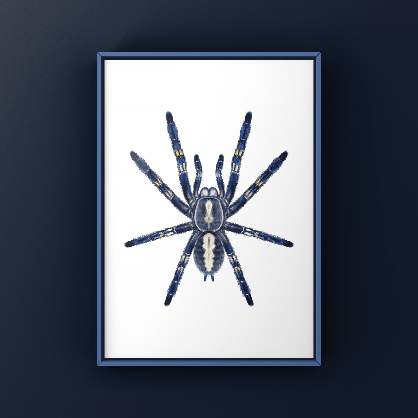 Gooty Sapphire Tarantula, Poecilotheria Metallica, Photographic Art Print from The Silk Ranch