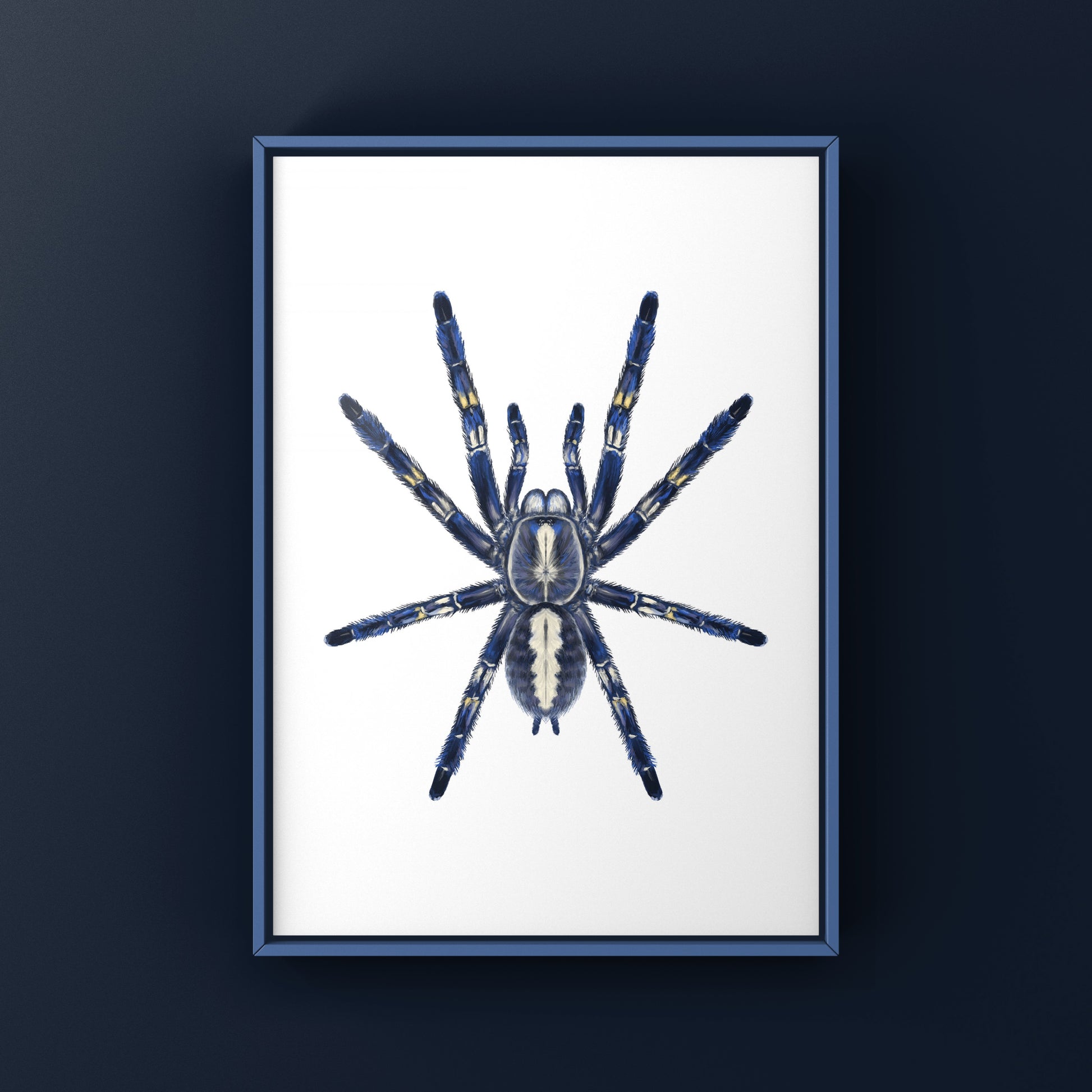 Gooty Sapphire Tarantula, Poecilotheria Metallica, Photographic Art Print from The Silk Ranch
