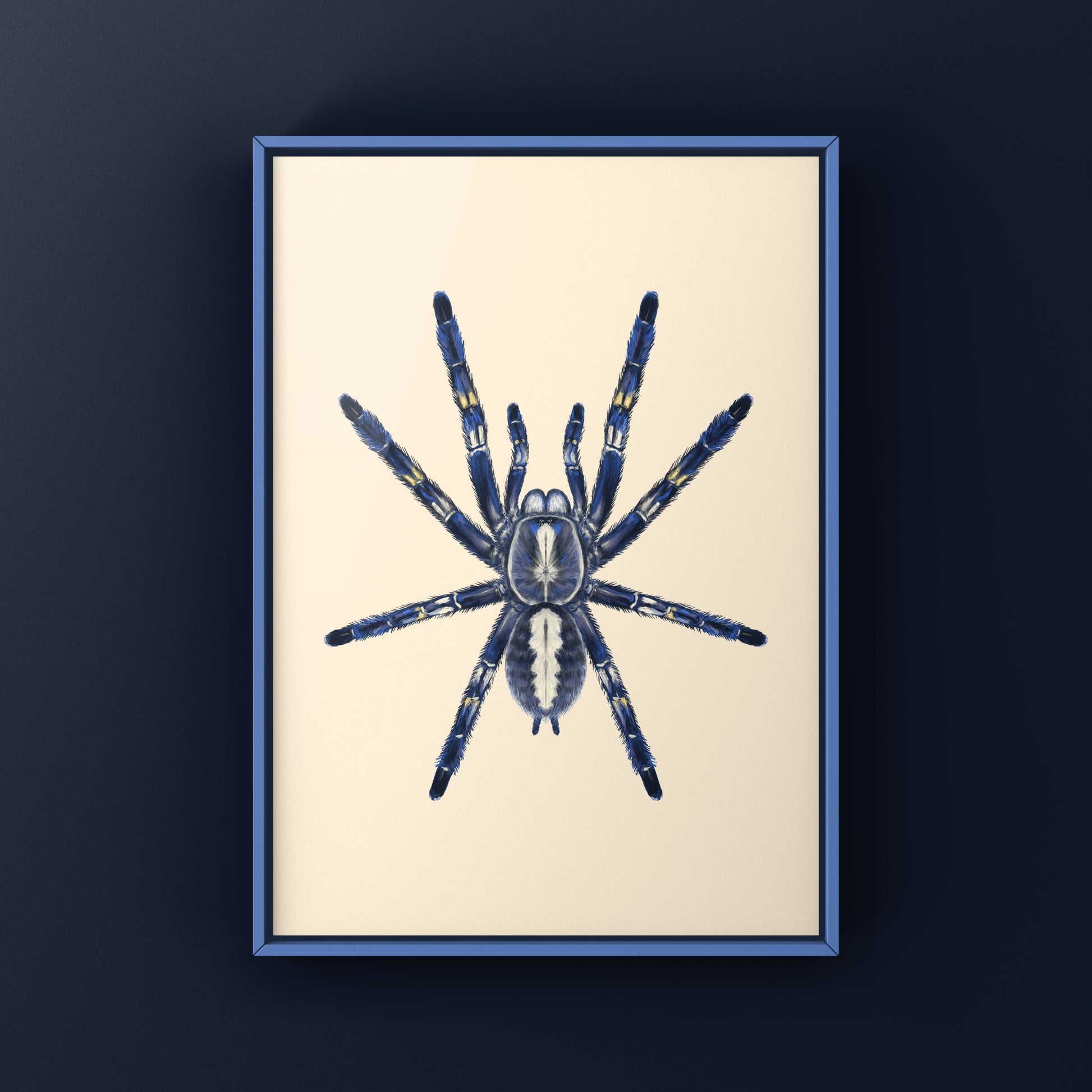 Gooty Sapphire Tarantula, Poecilotheria Metallica, Photographic Art Print from The Silk Ranch