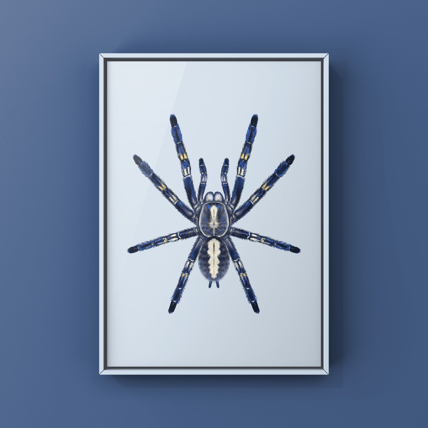 Gooty Sapphire Tarantula, Poecilotheria Metallica, Photographic Art Print from The Silk Ranch