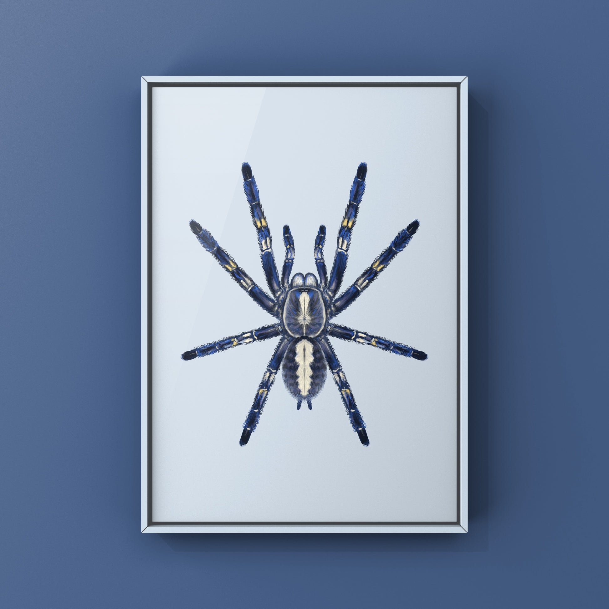 Gooty Sapphire Tarantula, Poecilotheria Metallica, Photographic Art Print from The Silk Ranch