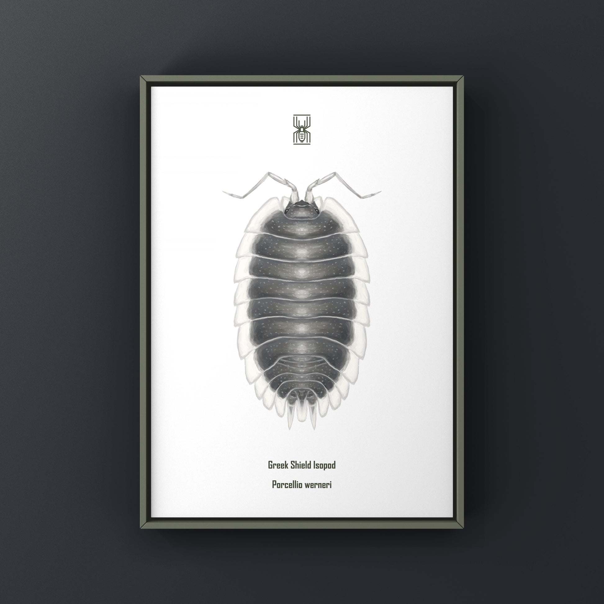 Greek Shield Isopod, Porcellio Werneri, Photographic Art Print from The Silk Ranch