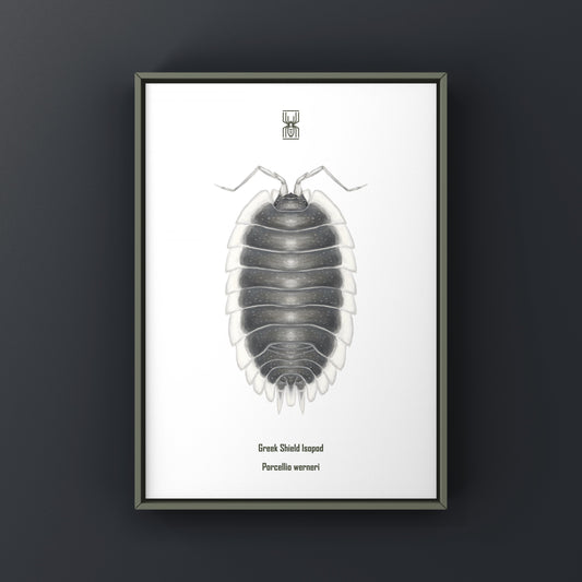 Greek Shield Isopod, Porcellio Werneri, Photographic Art Print from The Silk Ranch