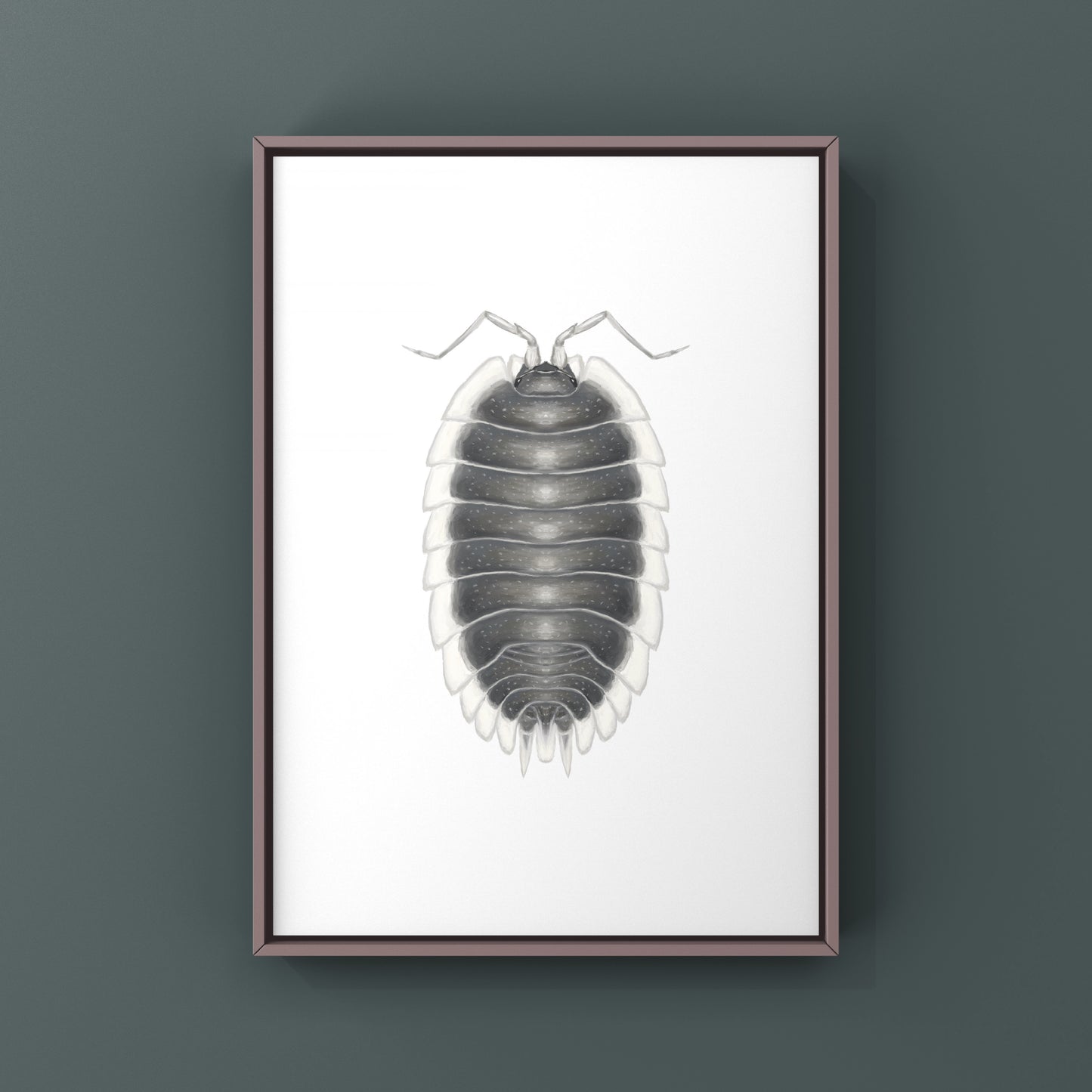Greek Shield Isopod, Porcellio Werneri, Photographic Art Print from The Silk Ranch