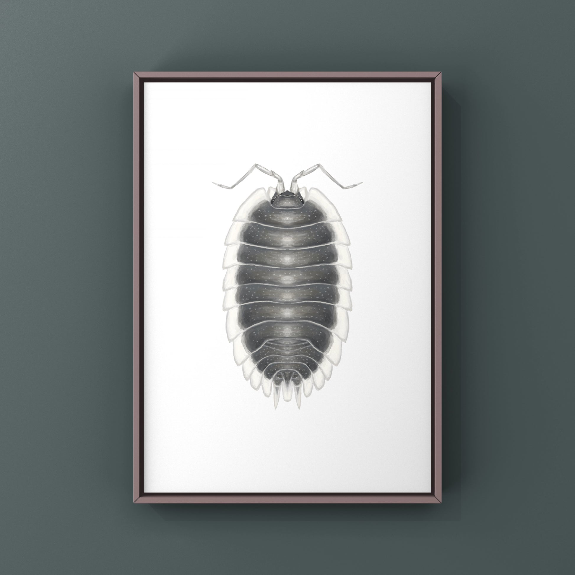 Greek Shield Isopod, Porcellio Werneri, Photographic Art Print from The Silk Ranch