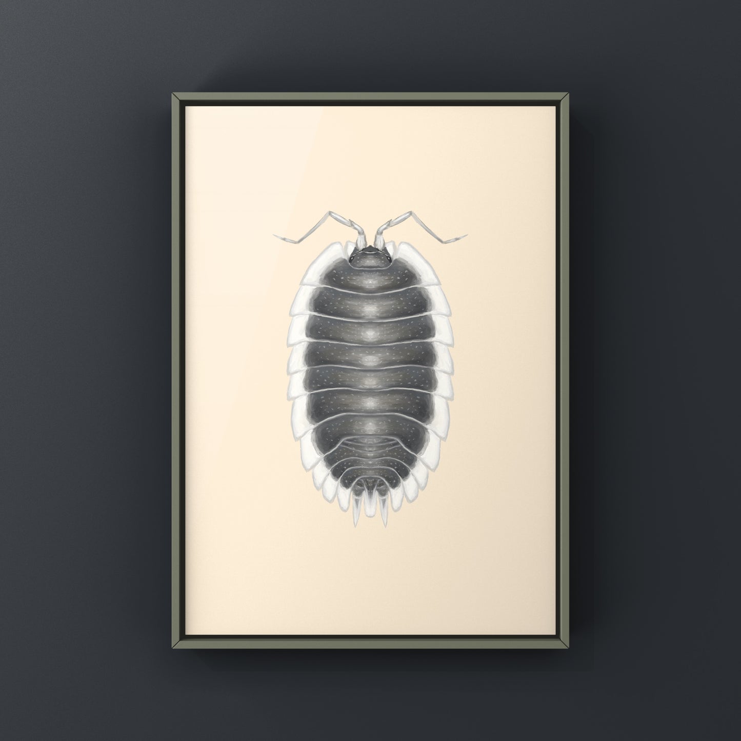 Greek Shield Isopod, Porcellio Werneri, Photographic Art Print from The Silk Ranch