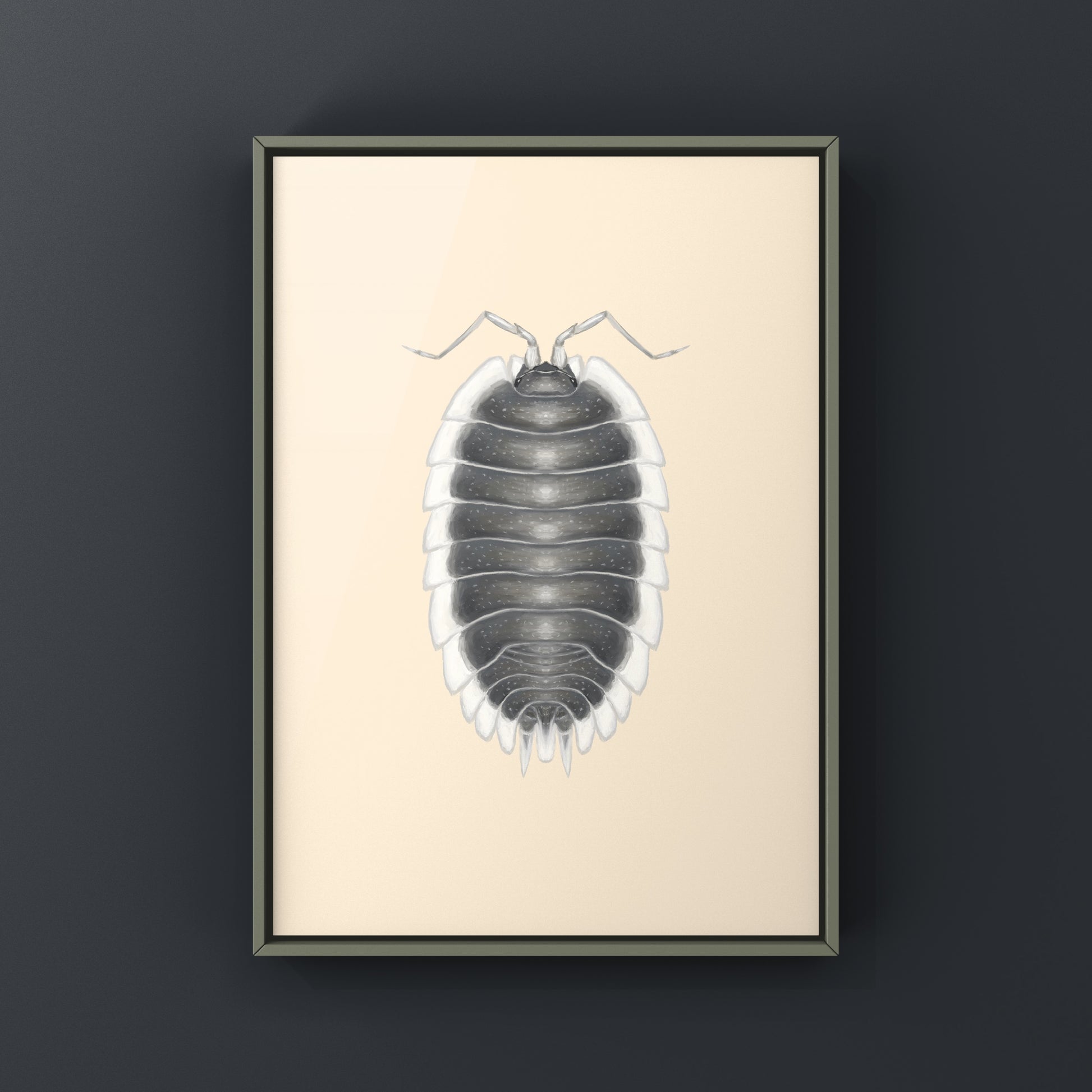 Greek Shield Isopod, Porcellio Werneri, Photographic Art Print from The Silk Ranch
