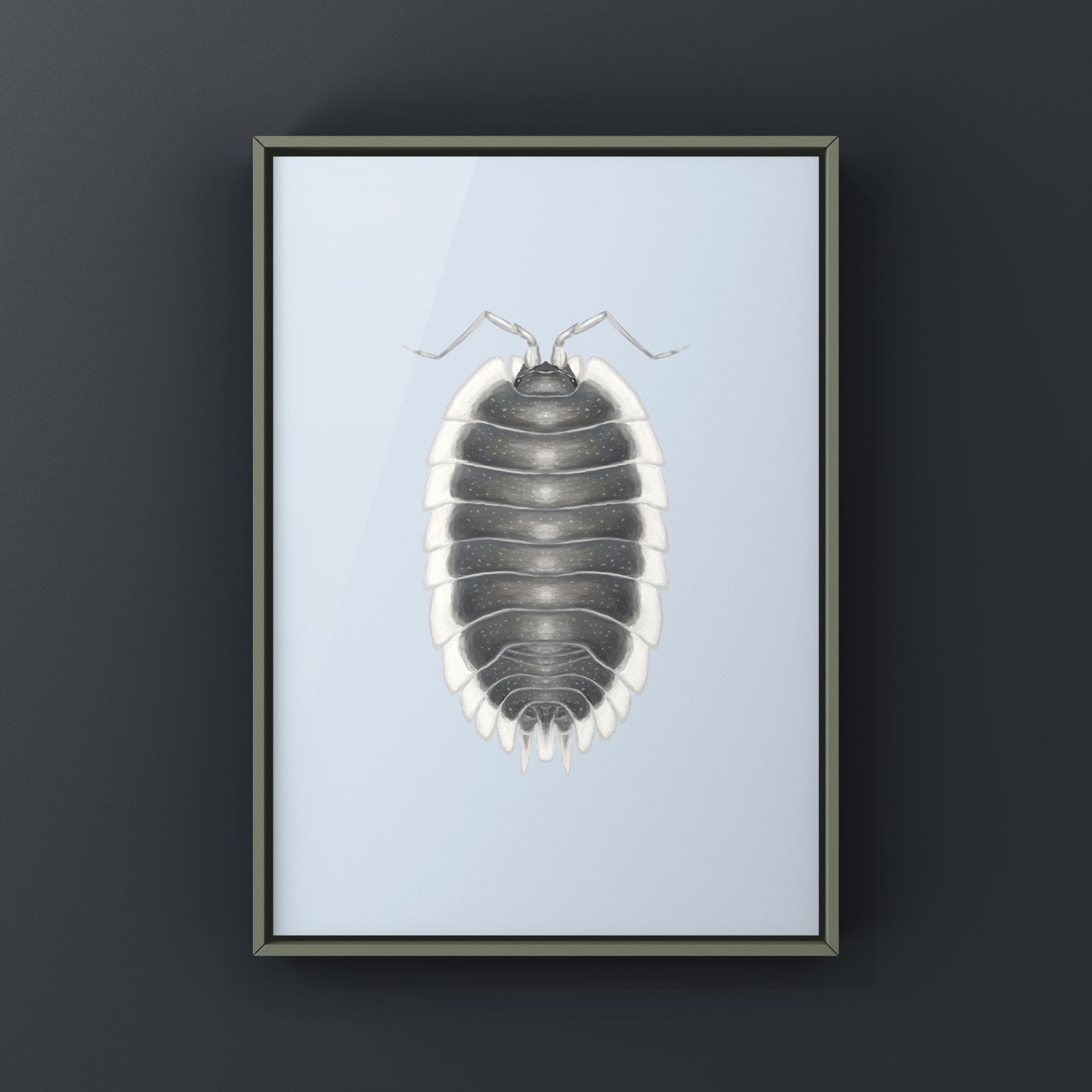 Greek Shield Isopod, Porcellio Werneri, Photographic Art Print from The Silk Ranch