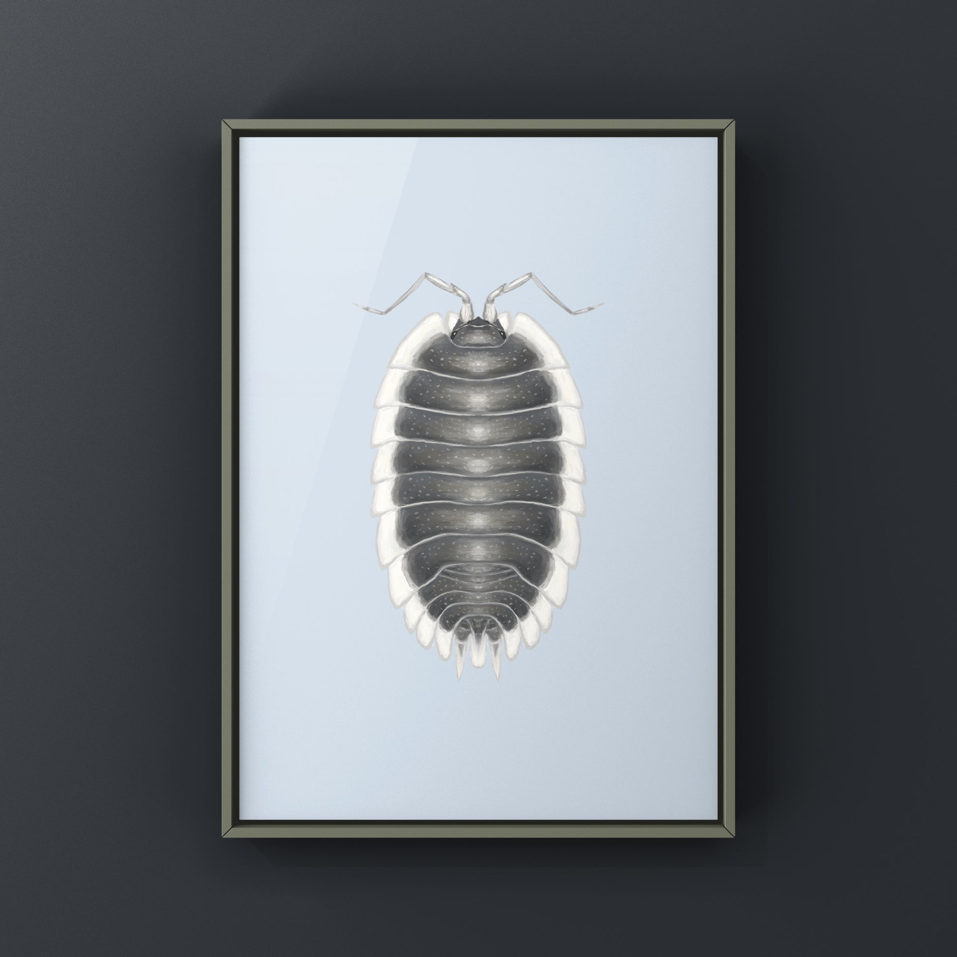 Greek Shield Isopod, Porcellio Werneri, Photographic Art Print from The Silk Ranch