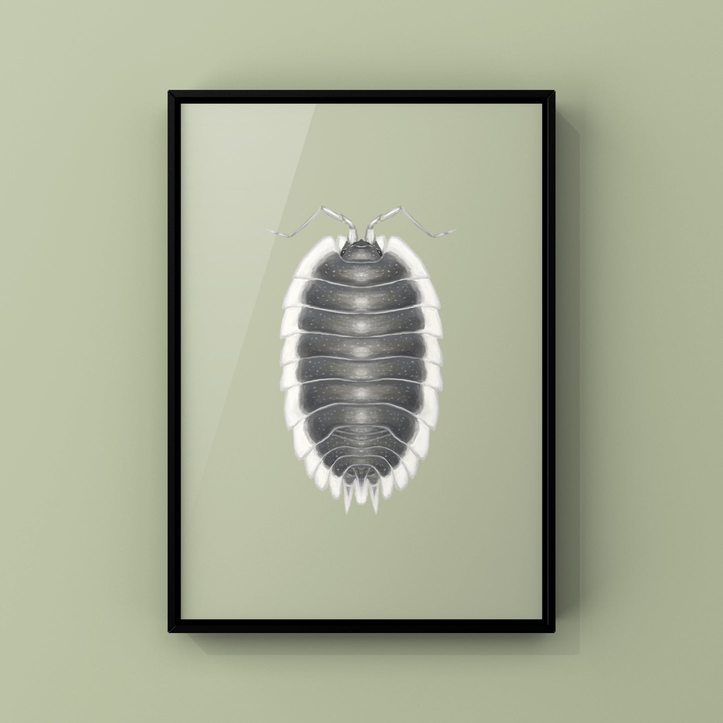 Greek Shield Isopod, Porcellio Werneri, Photographic Art Print from The Silk Ranch