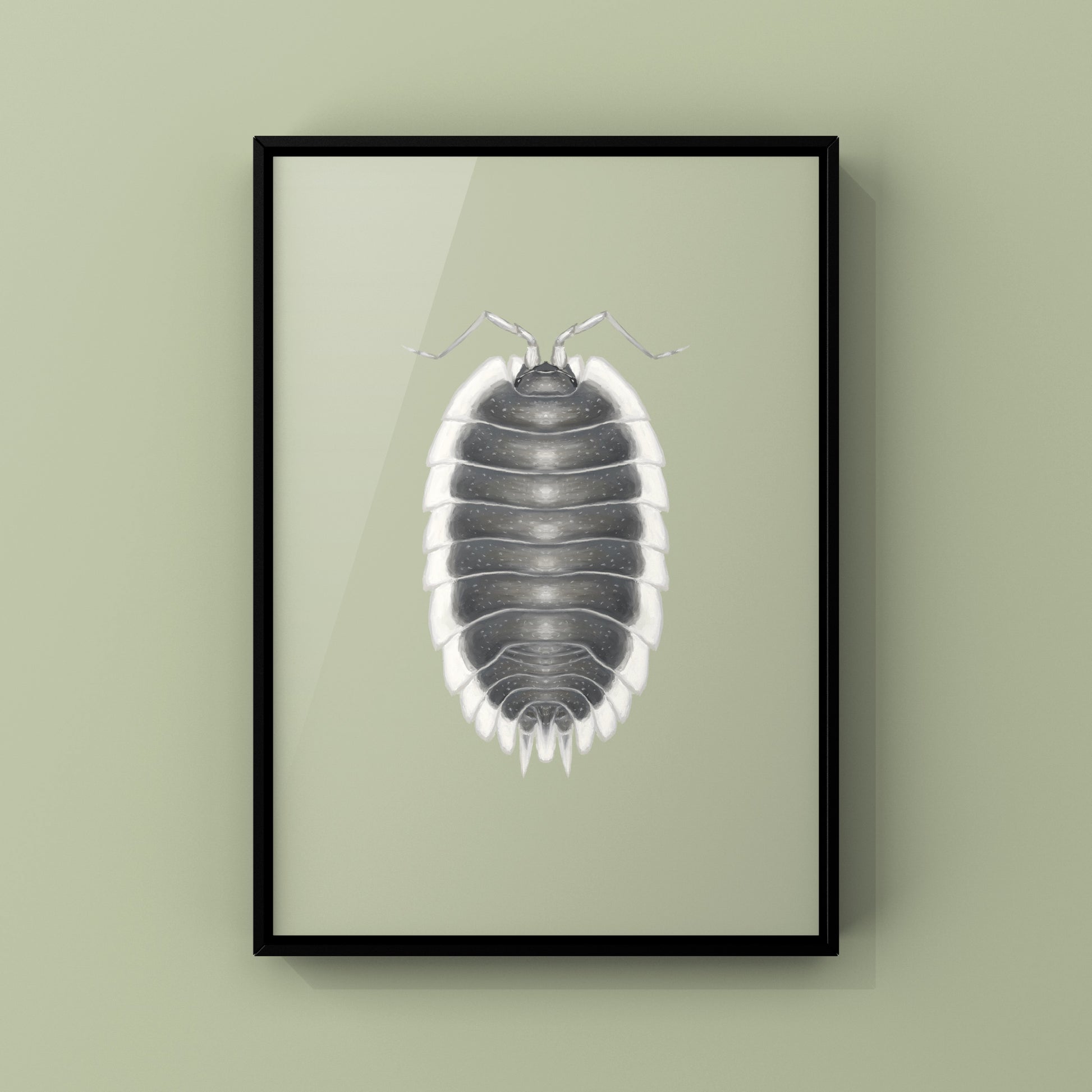 Greek Shield Isopod, Porcellio Werneri, Photographic Art Print from The Silk Ranch