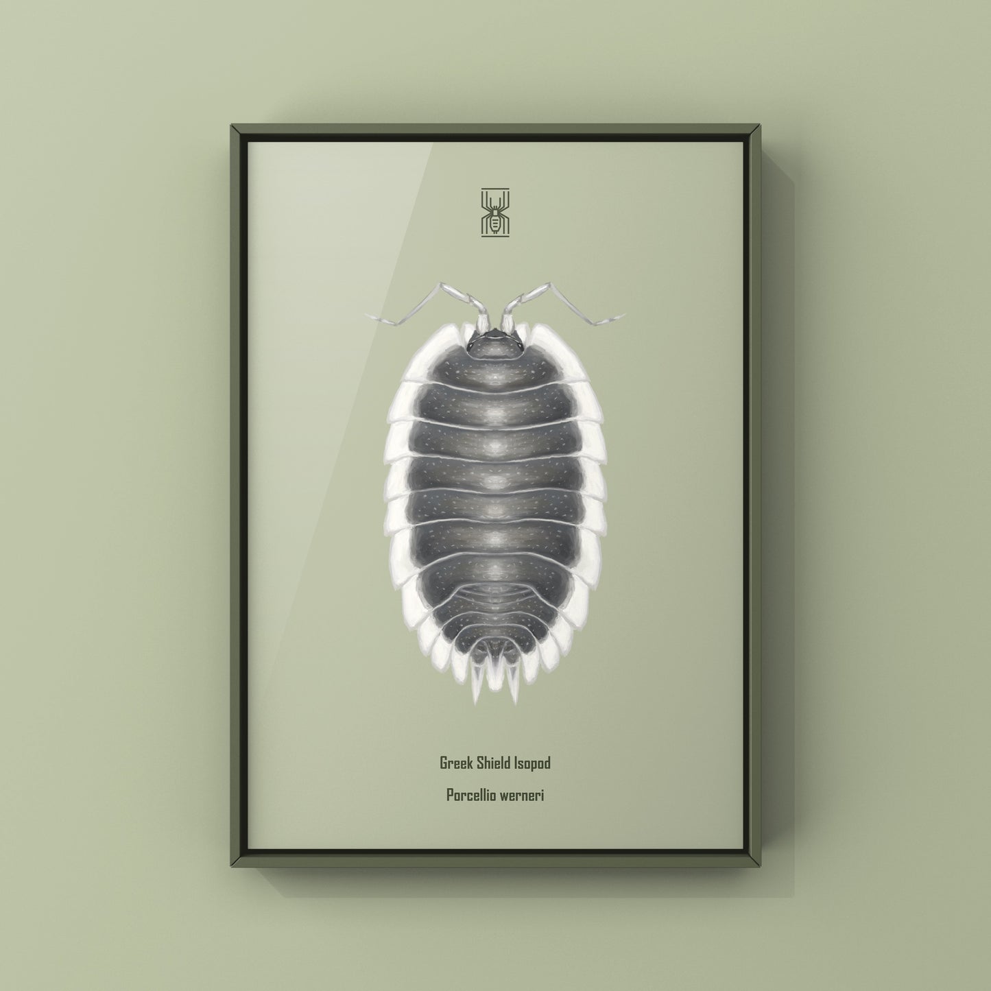 Greek Shield Isopod, Porcellio Werneri, Photographic Art Print from The Silk Ranch