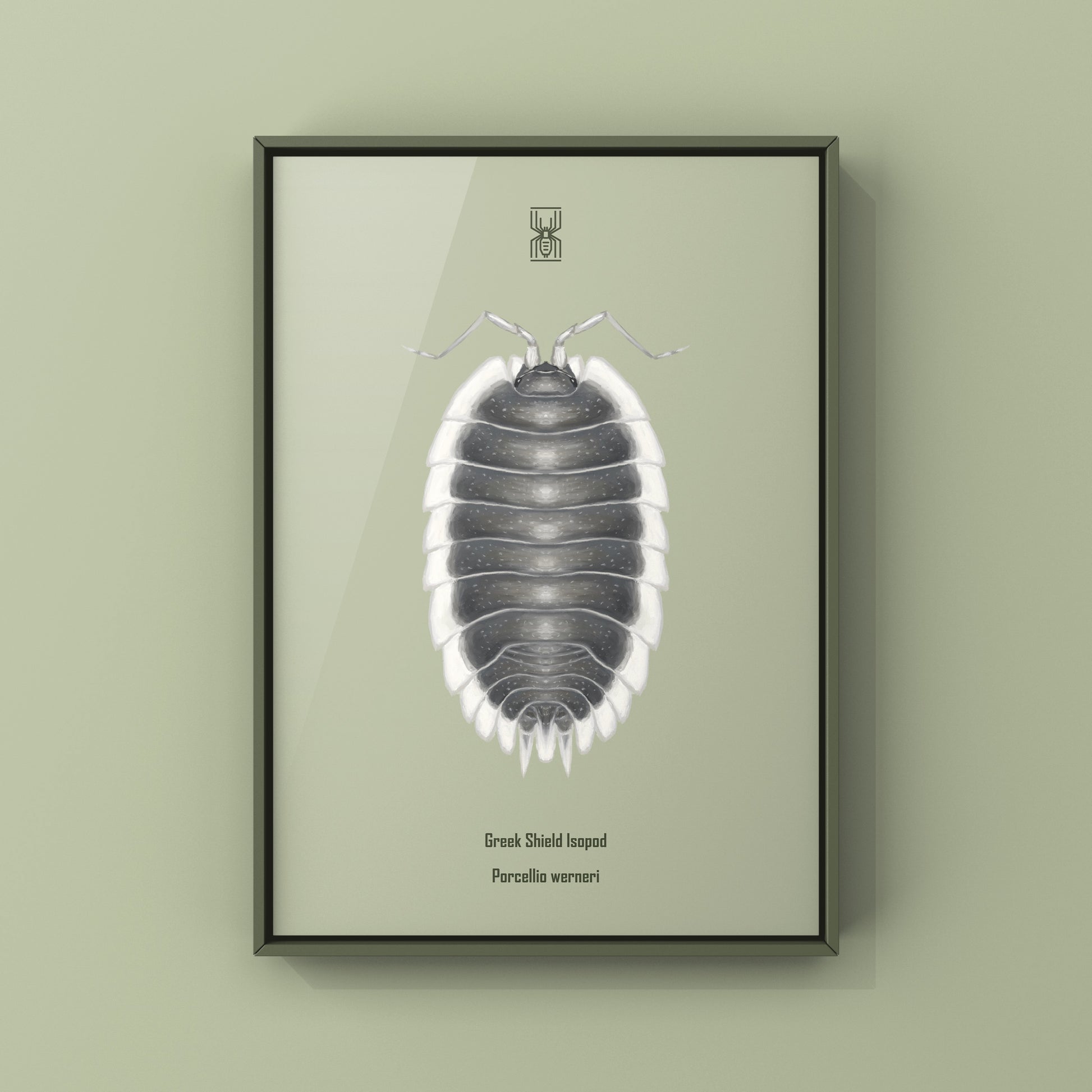 Greek Shield Isopod, Porcellio Werneri, Photographic Art Print from The Silk Ranch