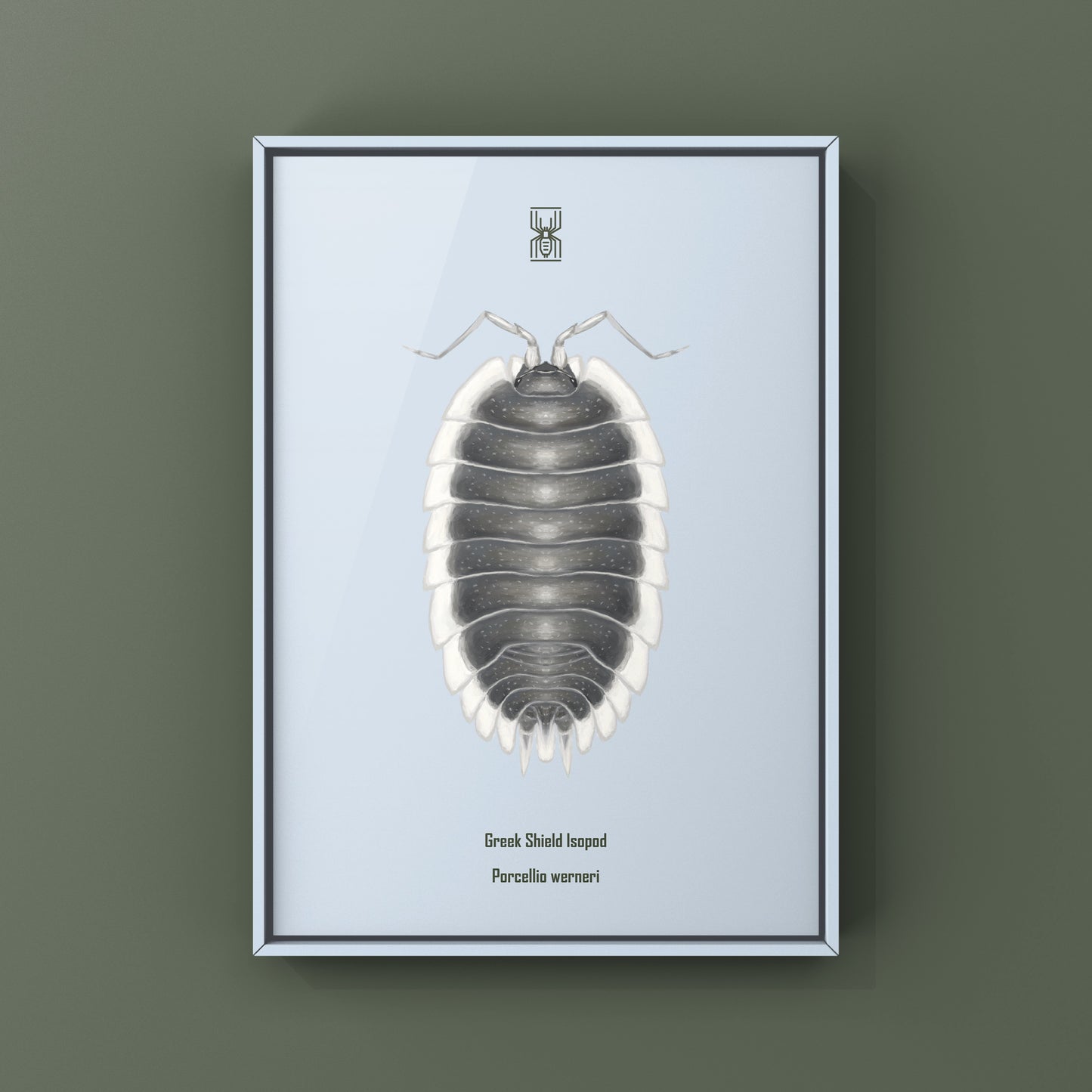 Greek Shield Isopod, Porcellio Werneri, Photographic Art Print from The Silk Ranch