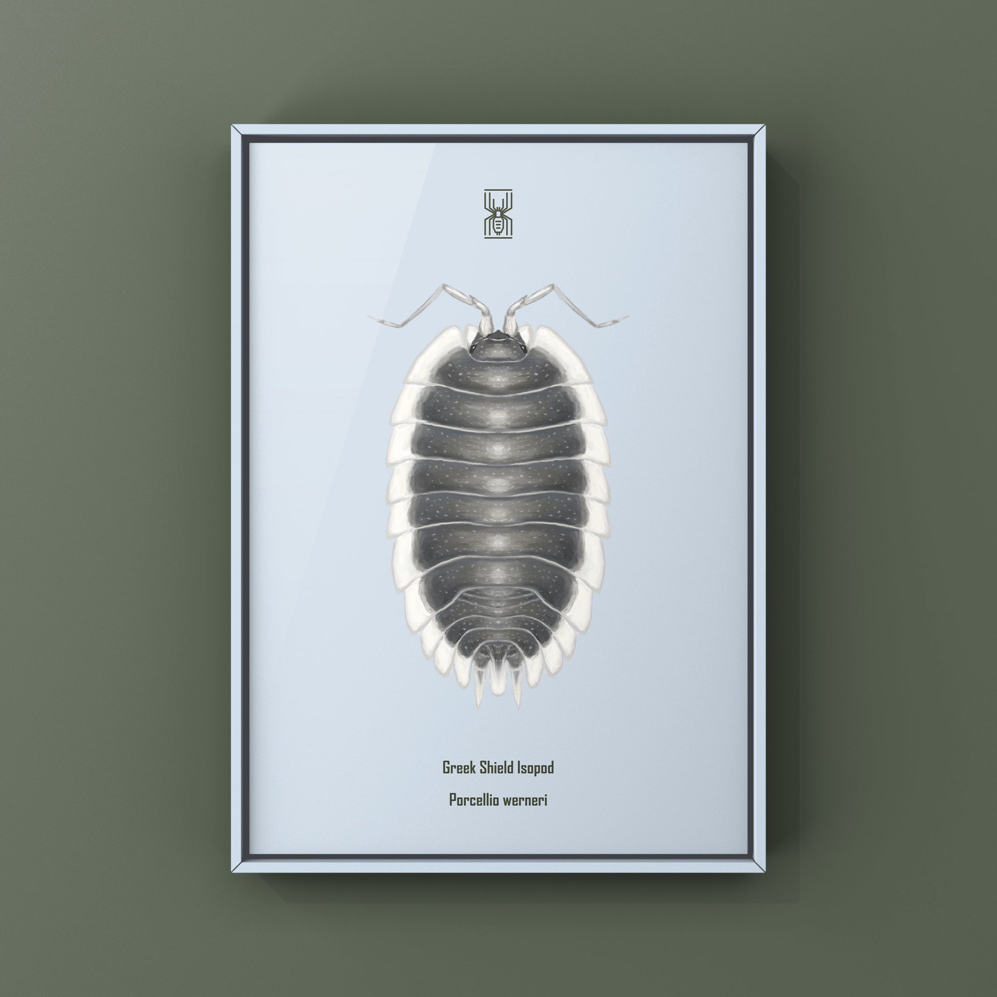 Greek Shield Isopod, Porcellio Werneri, Photographic Art Print from The Silk Ranch