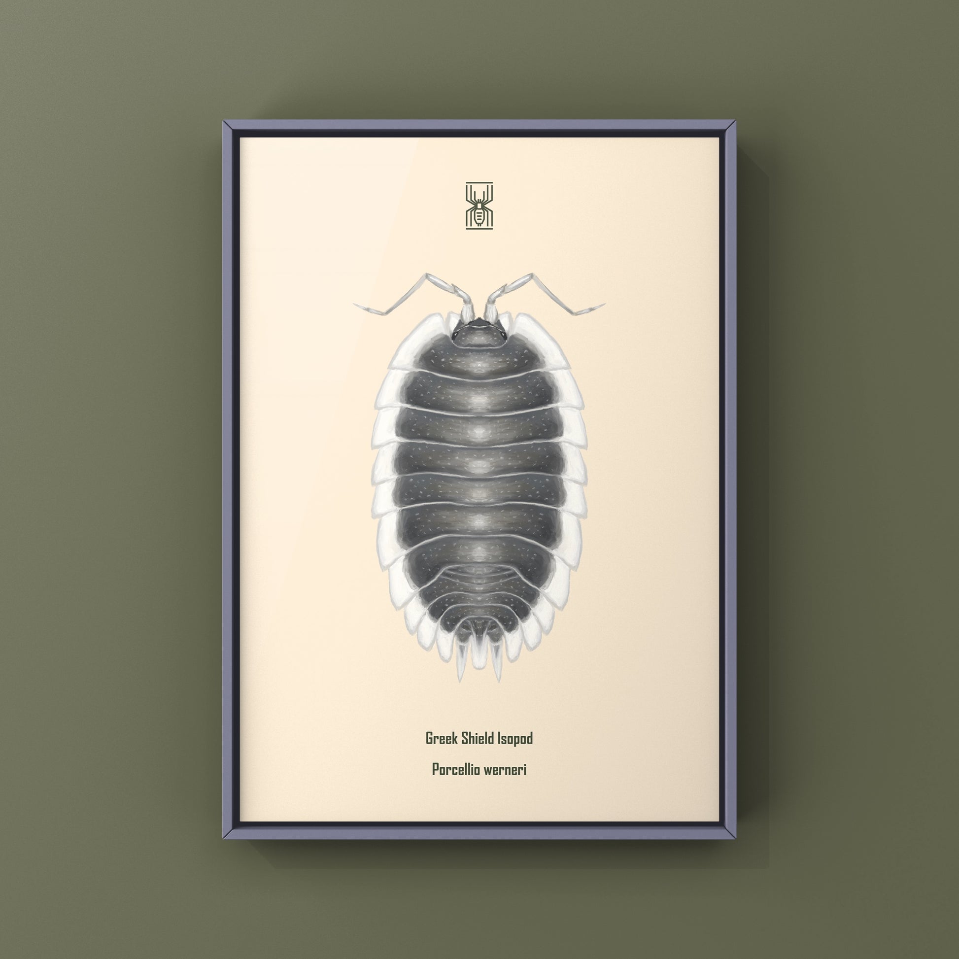 Greek Shield Isopod, Porcellio Werneri, Photographic Art Print from The Silk Ranch