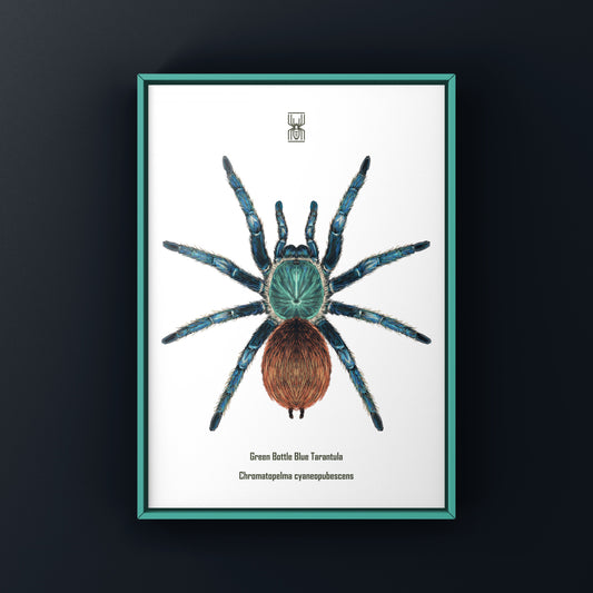 Green Bottle Blue Tarantula, Chromatopelma Cyaneopubescens, Photographic Art Print from The Silk Ranch