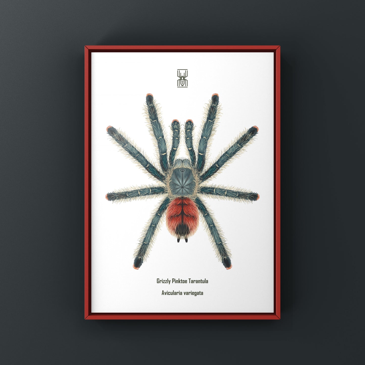 Grizzly Pinktoe Tarantula, Avicularia Variegata, Photographic Art Print from The Silk Ranch