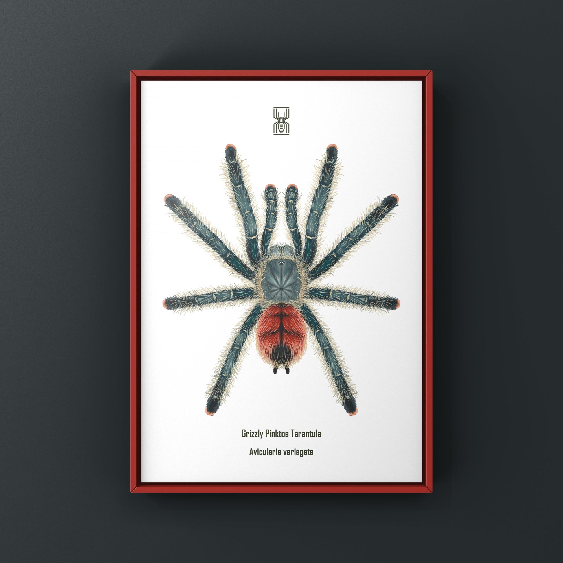 Grizzly Pinktoe Tarantula, Avicularia Variegata, Photographic Art Print from The Silk Ranch
