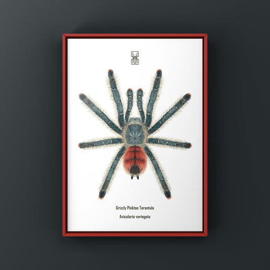 Grizzly Pinktoe Tarantula, Avicularia Variegata, Photographic Art Print from The Silk Ranch