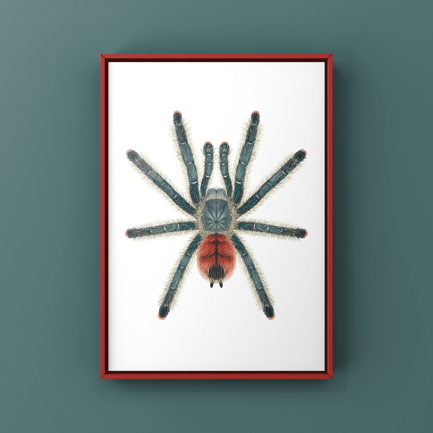 Grizzly Pinktoe Tarantula, Avicularia Variegata, Photographic Art Print from The Silk Ranch