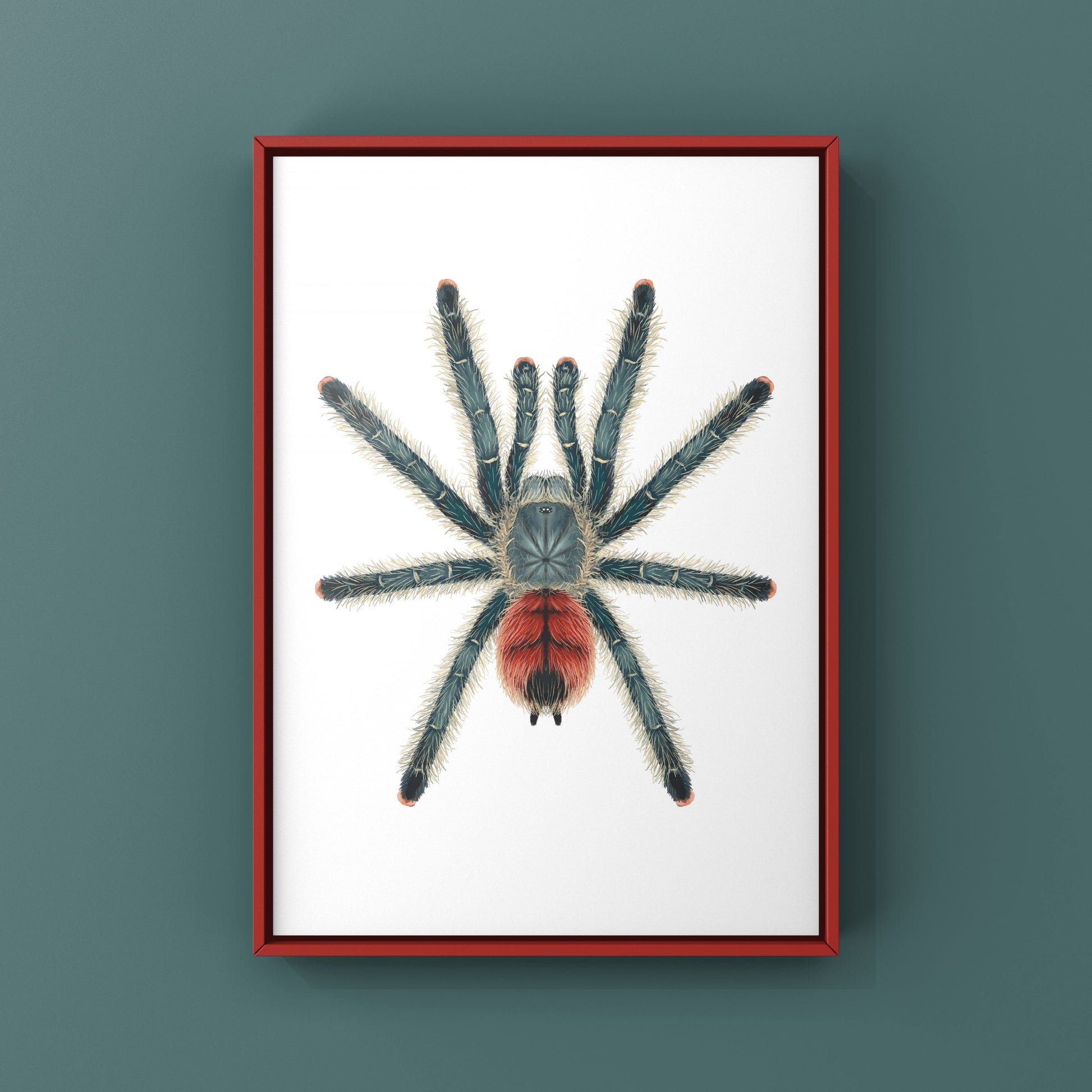Grizzly Pinktoe Tarantula, Avicularia Variegata, Photographic Art Print from The Silk Ranch