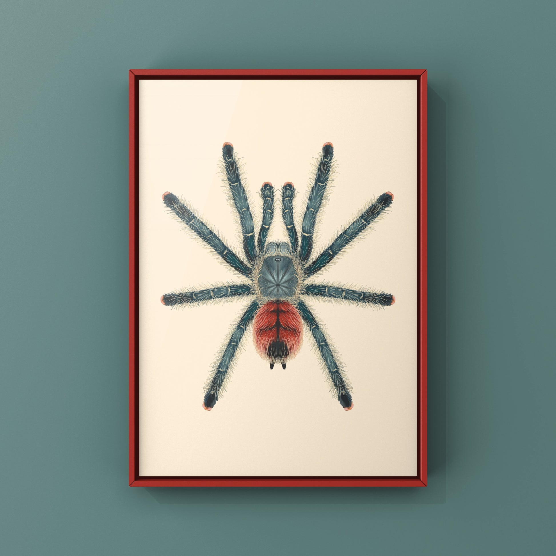Grizzly Pinktoe Tarantula, Avicularia Variegata, Photographic Art Print from The Silk Ranch