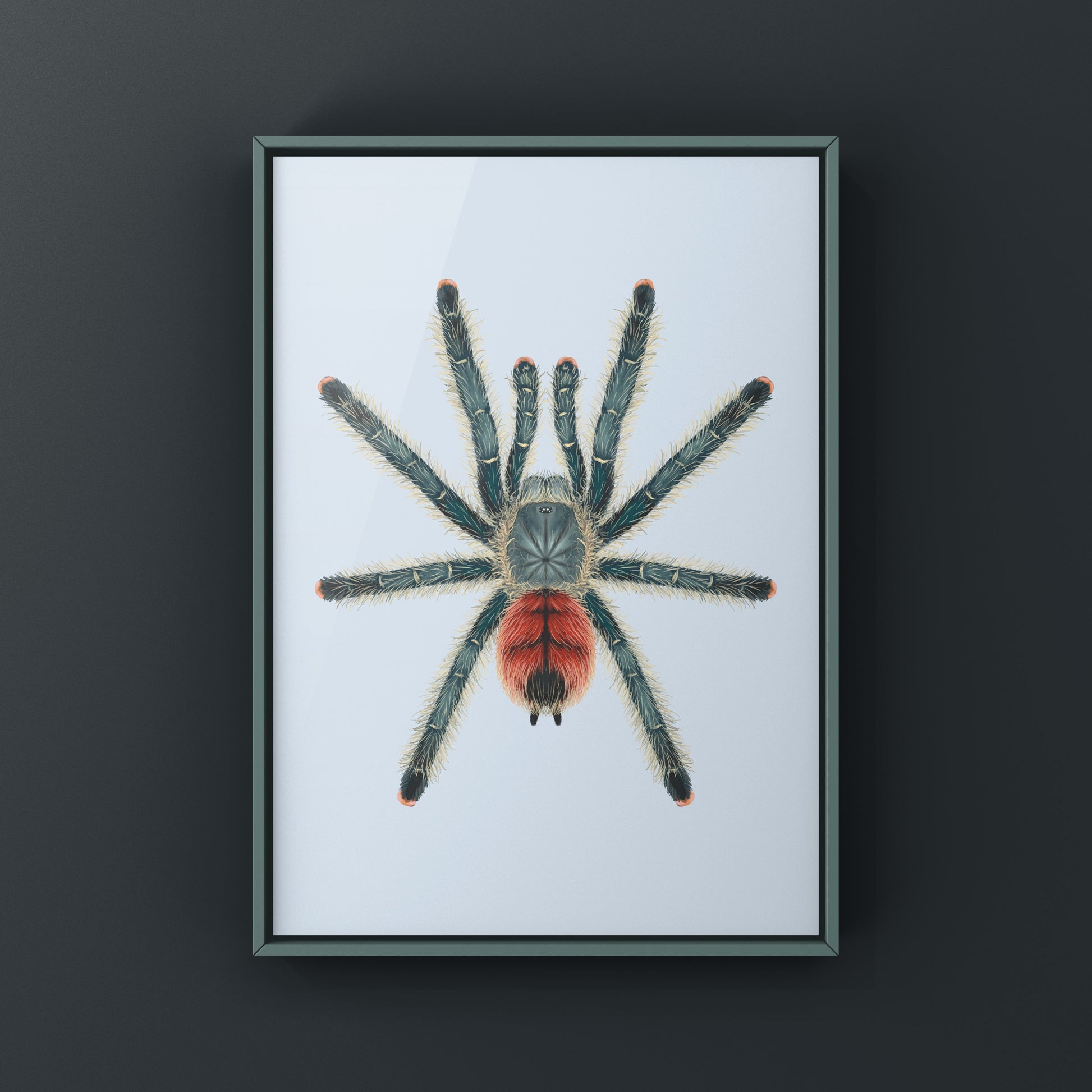 Grizzly Pinktoe Tarantula, Avicularia Variegata, Photographic Art Print from The Silk Ranch