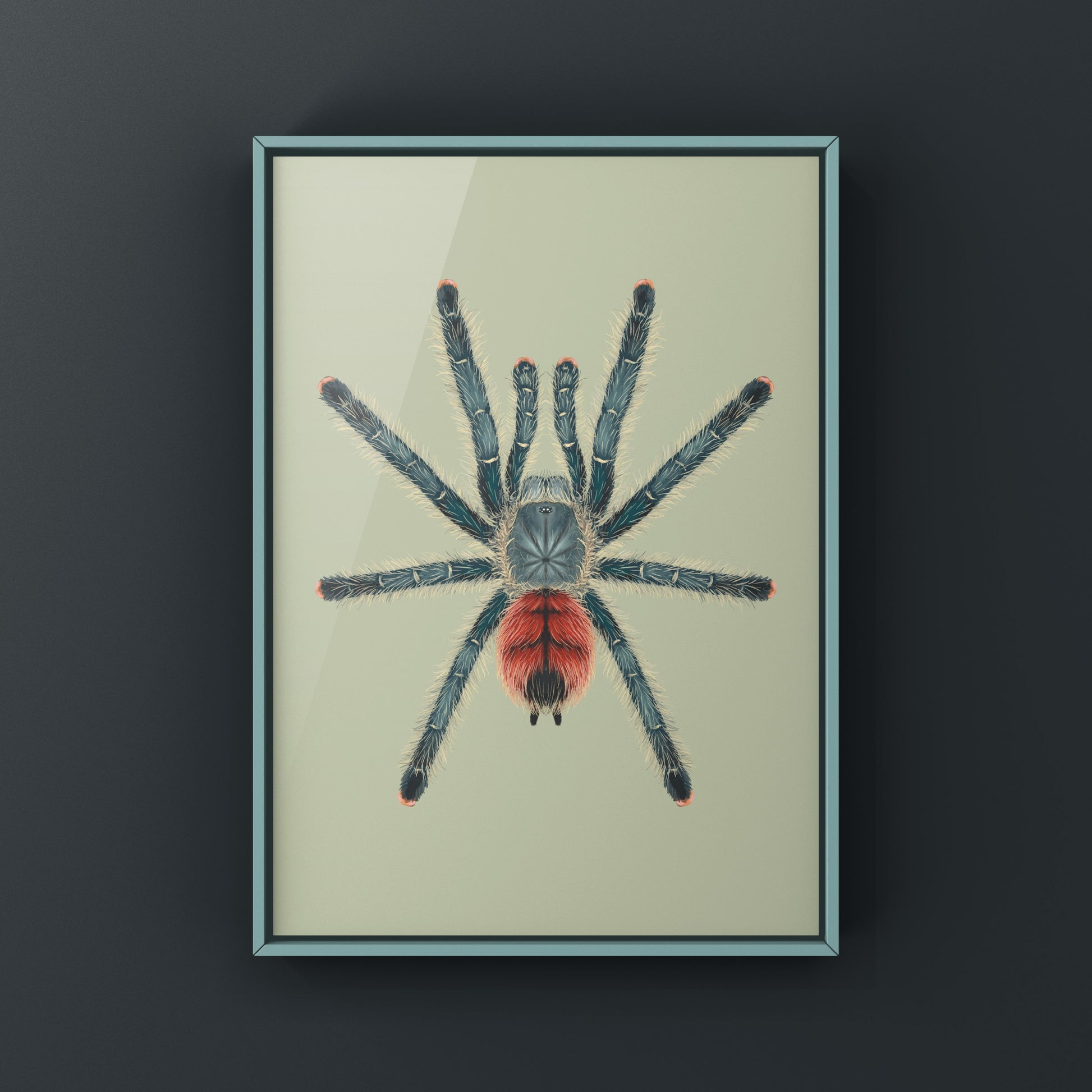 Grizzly Pinktoe Tarantula, Avicularia Variegata, Photographic Art Print from The Silk Ranch