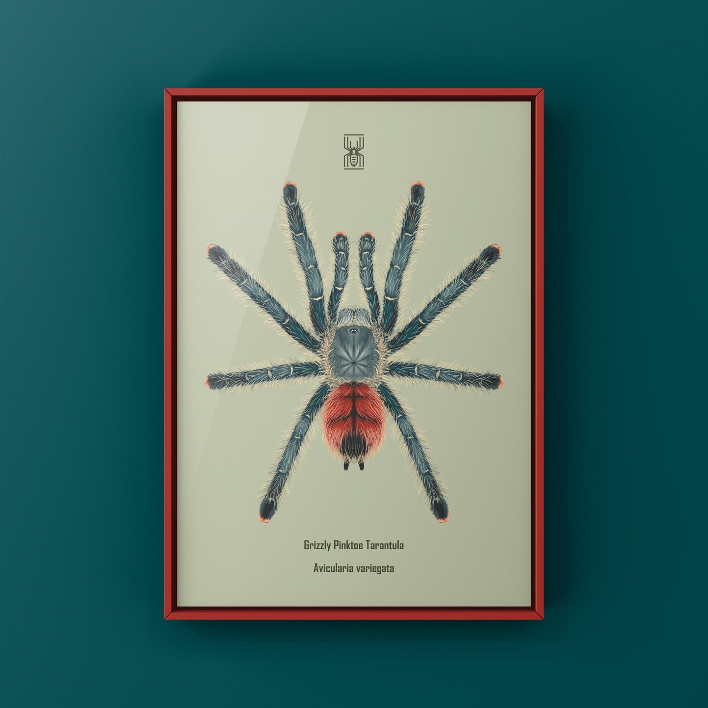 Grizzly Pinktoe Tarantula, Avicularia Variegata, Photographic Art Print from The Silk Ranch