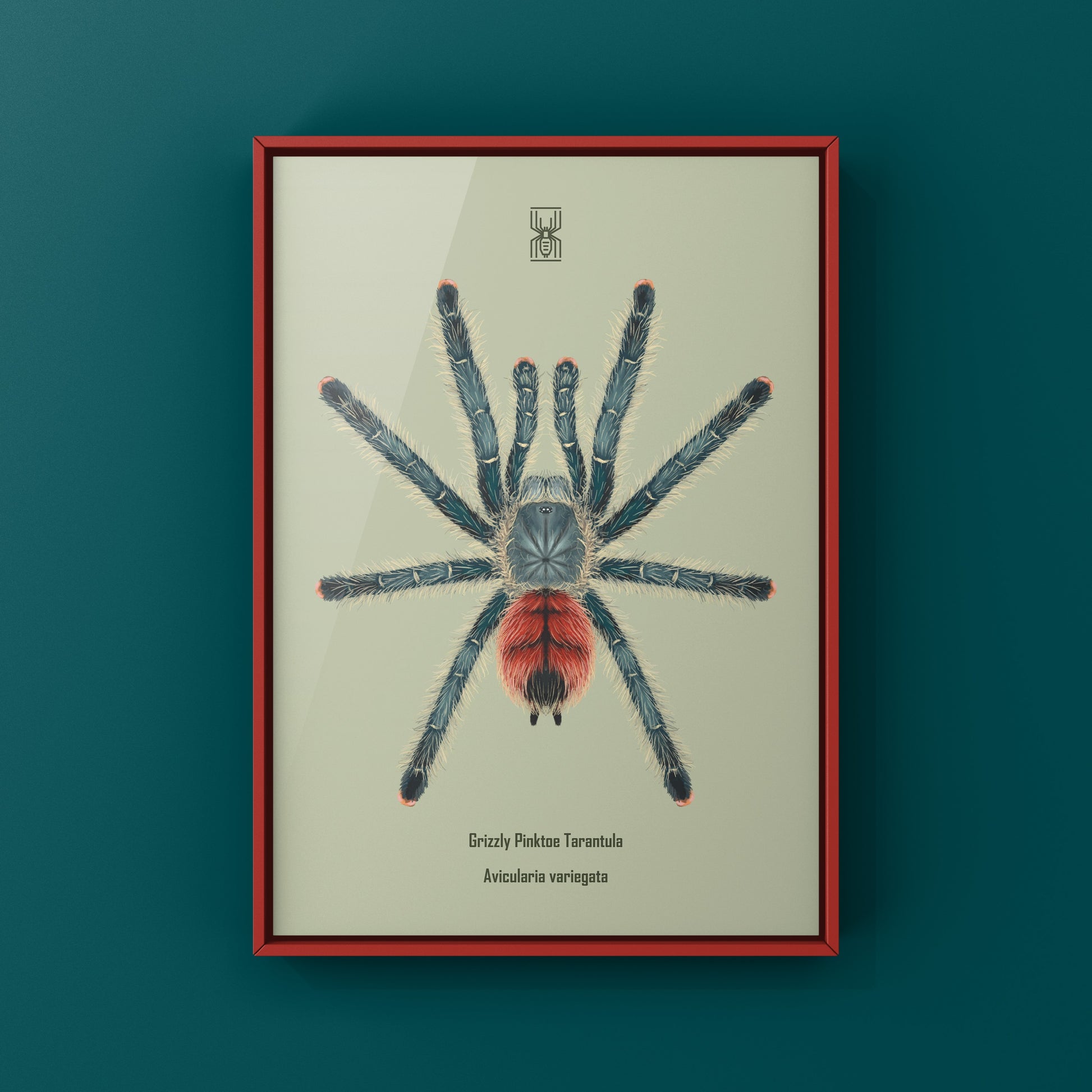 Grizzly Pinktoe Tarantula, Avicularia Variegata, Photographic Art Print from The Silk Ranch