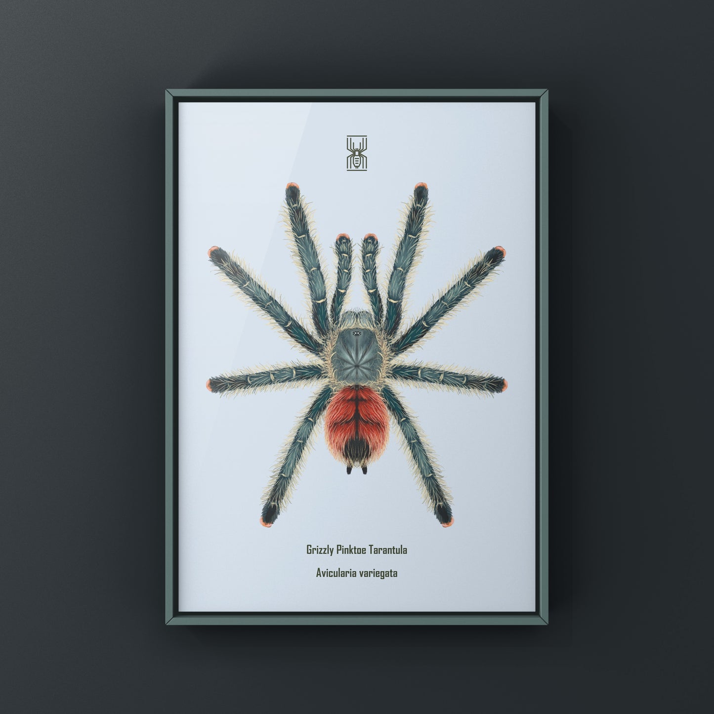 Grizzly Pinktoe Tarantula, Avicularia Variegata, Photographic Art Print from The Silk Ranch