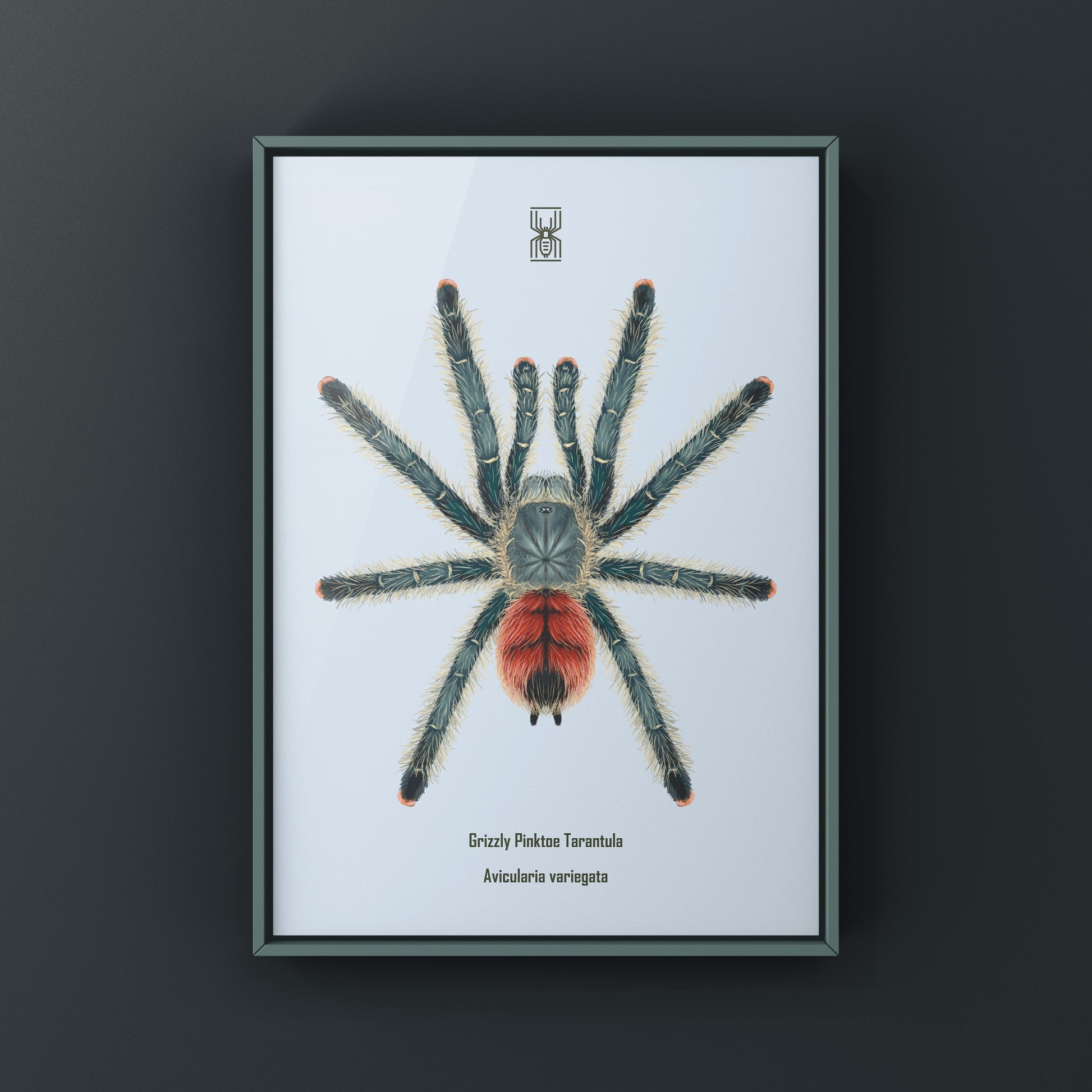 Grizzly Pinktoe Tarantula, Avicularia Variegata, Photographic Art Print from The Silk Ranch