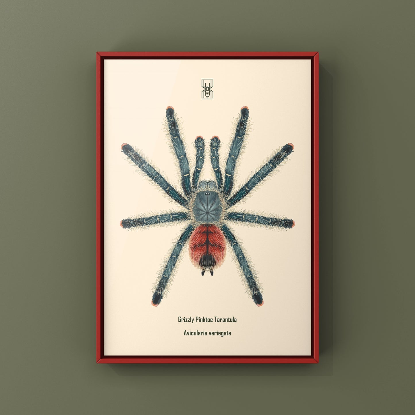 Grizzly Pinktoe Tarantula, Avicularia Variegata, Photographic Art Print from The Silk Ranch