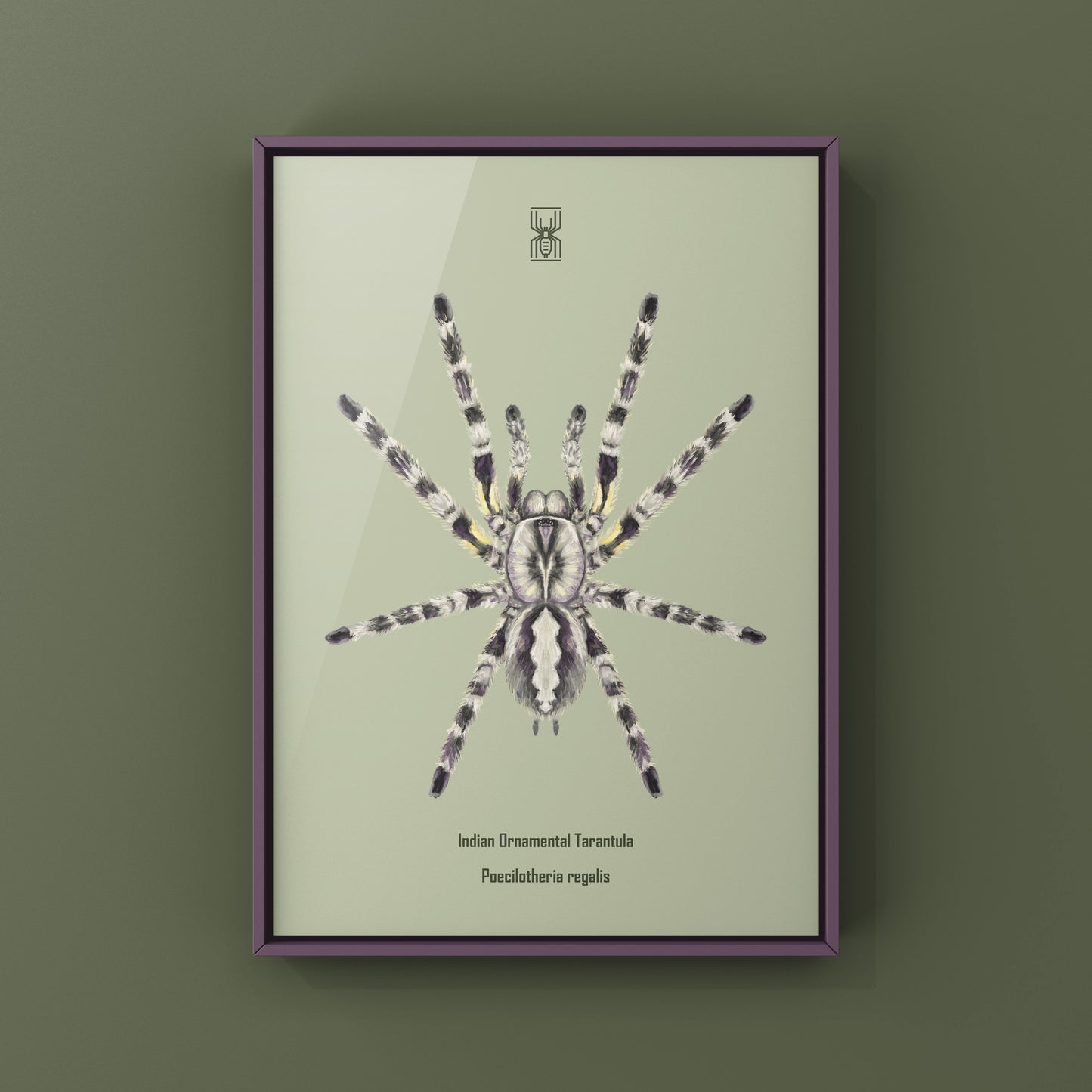 Indian Ornamental Tarantula, Poecilotheria Regalis, Photographic Art Print from The Silk Ranch